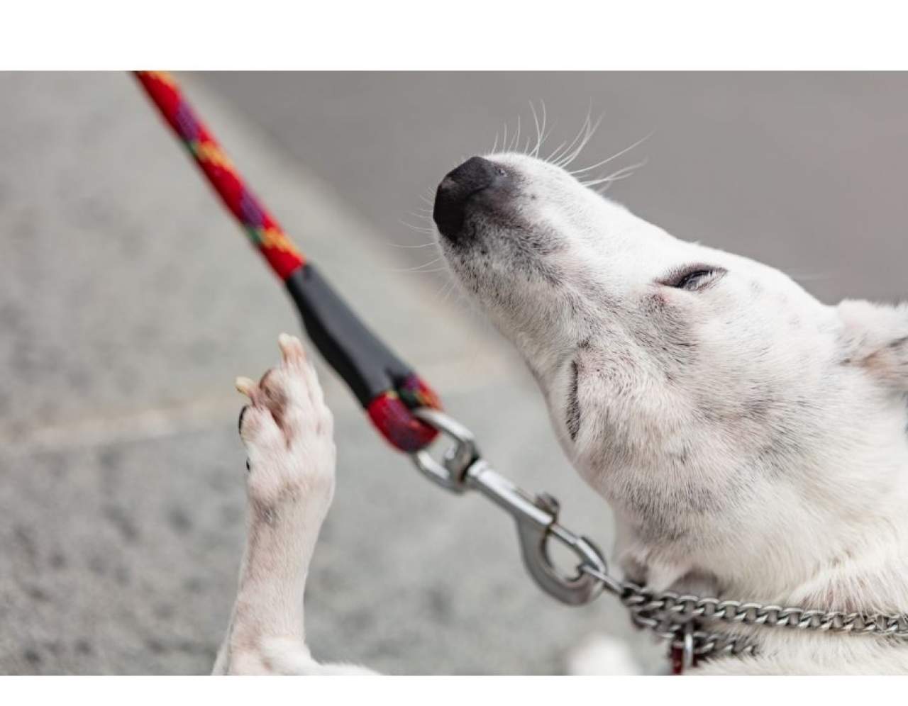 ¿Qué antiparasitario escoger para perros?