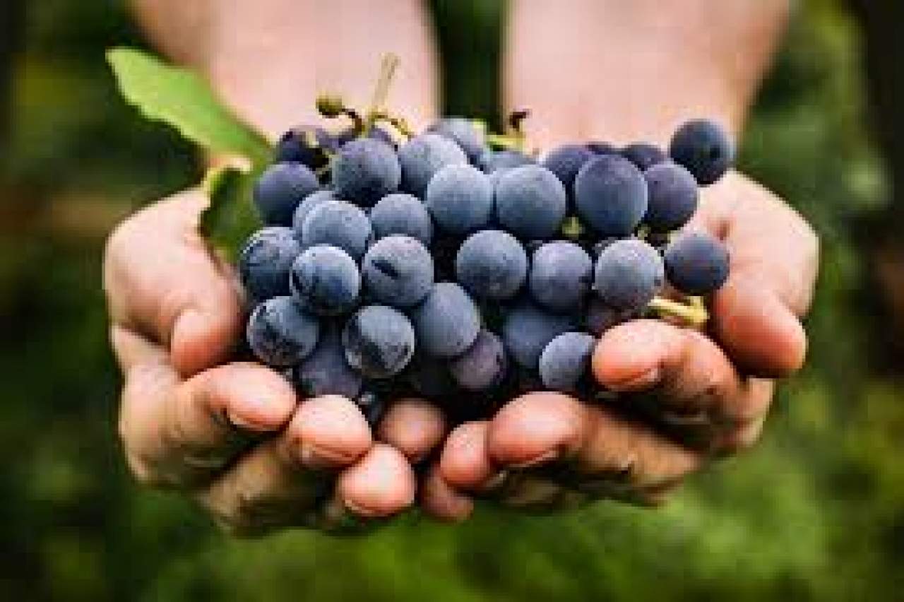 ¿Qué es el famoso Resveratrol?