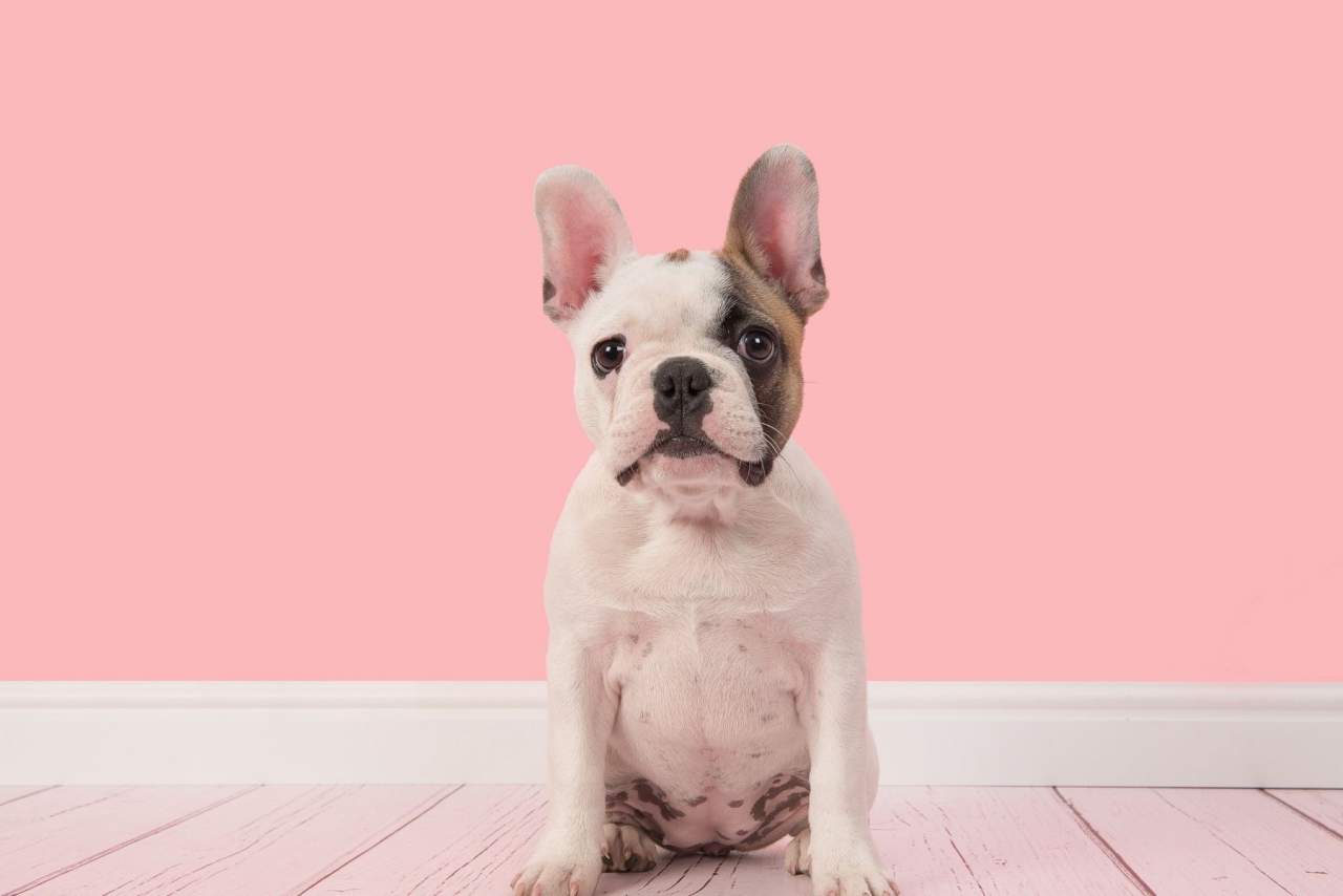 ¿Cómo adiestrar a un cachorro de 2 meses? Tu Adiestrador Online