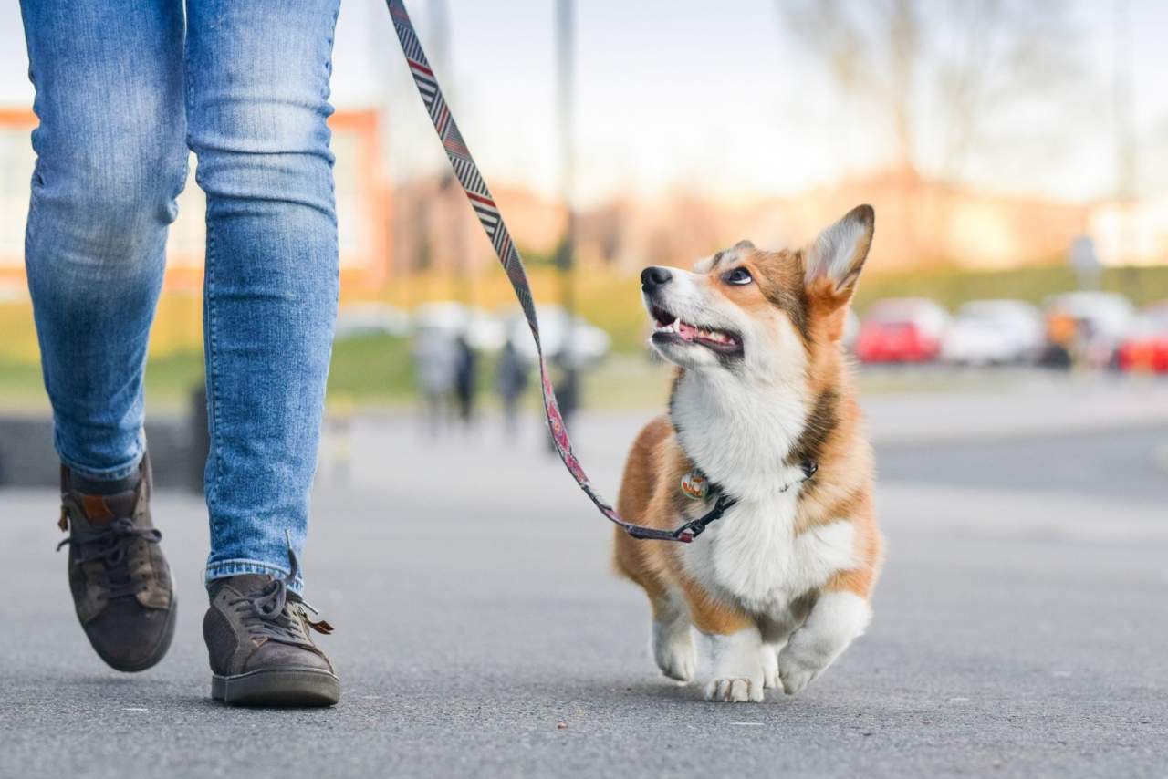 Binomium: adiestrador de perros en Zaragoza