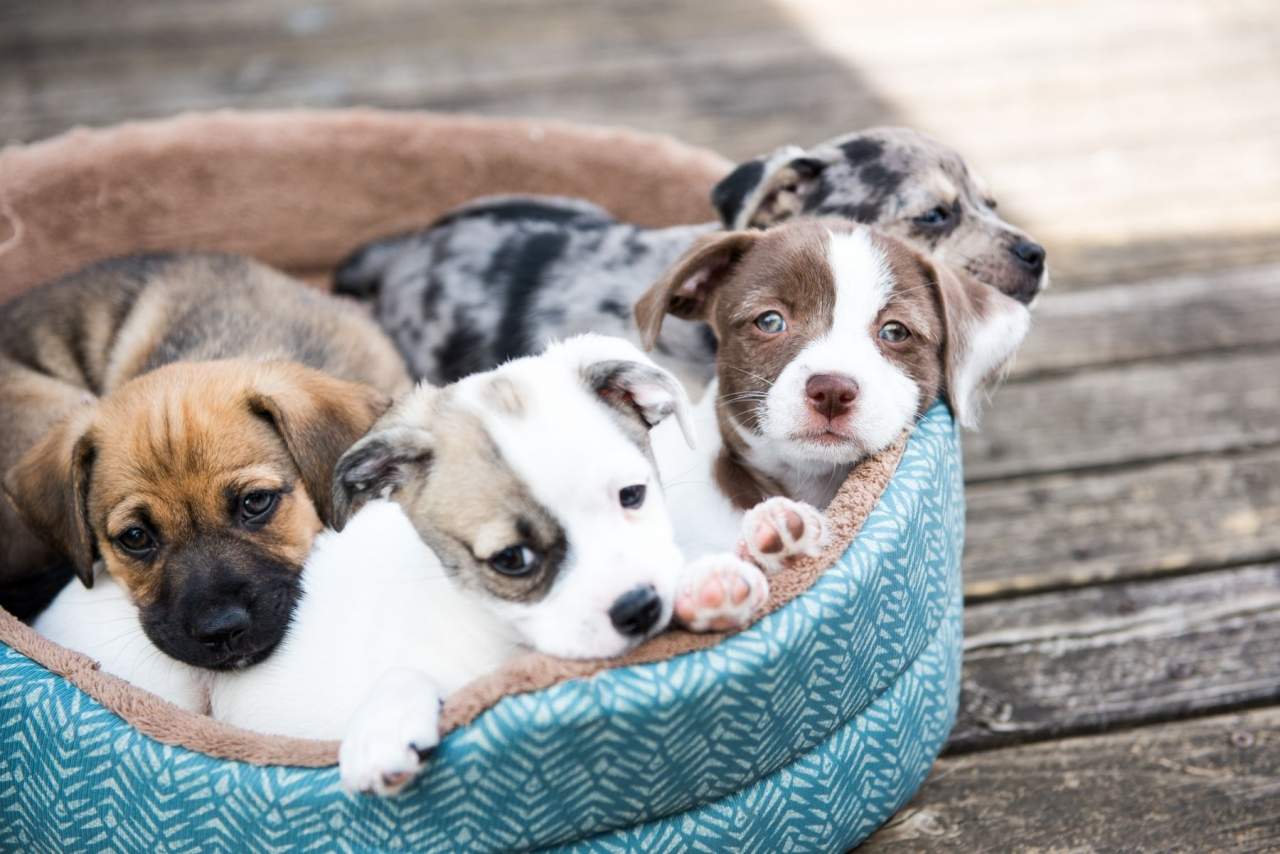 Tienda Cachorro: La pandemia ha propiciado un aumento en el número de adopciones y personas interesadas en comprar perro en Madrid