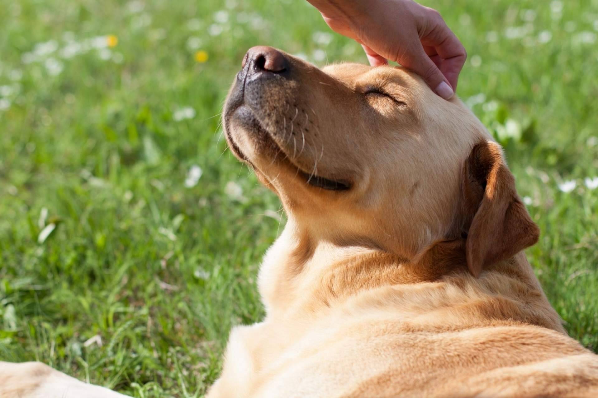La técnica innovadora de la clínica veterinaria El Estrecho para tratar ciertas patologías: la ozonoterapia en animales