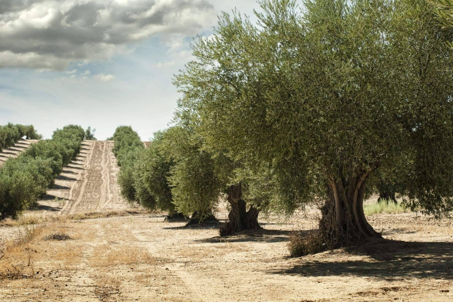 El compromiso de ILOS Natural Luxury Cosmetics con el cuidado del rostro y el medioambiente