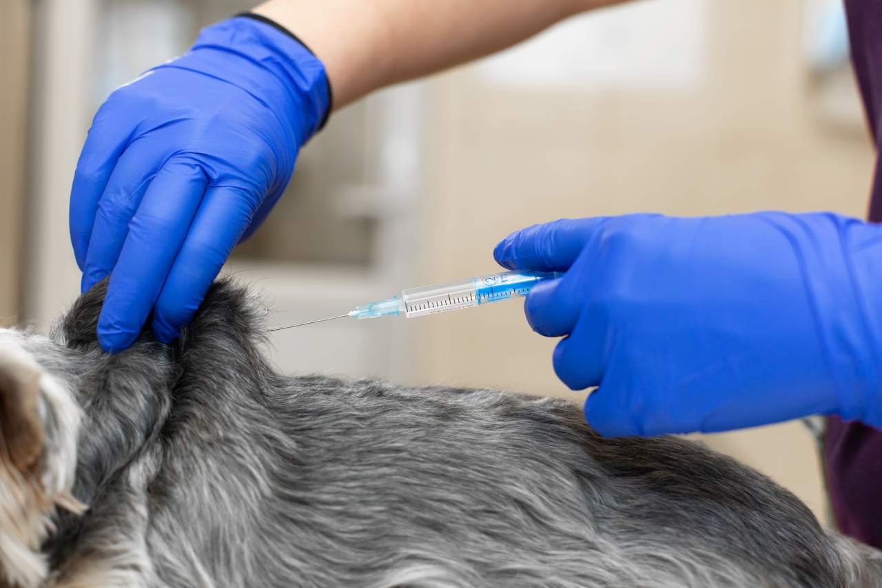 ¿En qué consiste la ozonoterapia?, por Clínica Veterinaria El Estrecho