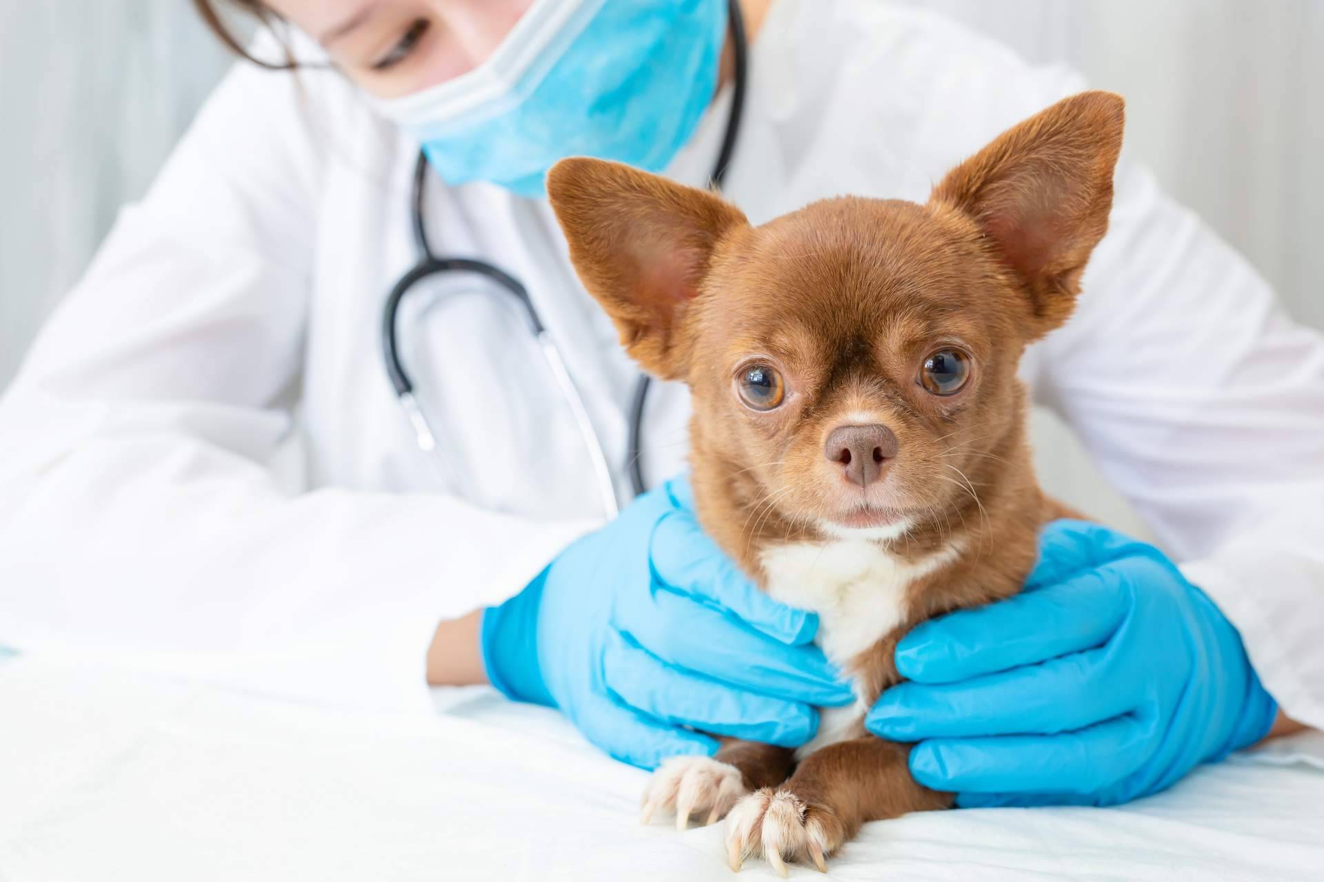 El Estrecho Clínica Veterinaria se posiciona entre las clínicas veterinarias en Algeciras mejor valoradas