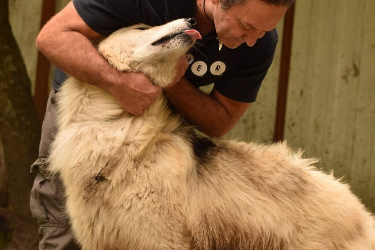 El pienso para perros de la compañía Wolves Legacy, uno de los más populares del mercado