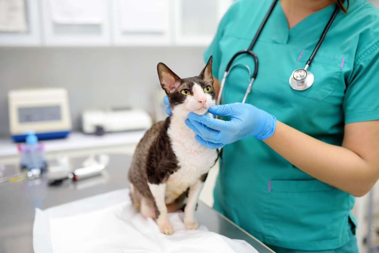 El Estrecho, la clínica veterinaria de urgencias en Algeciras