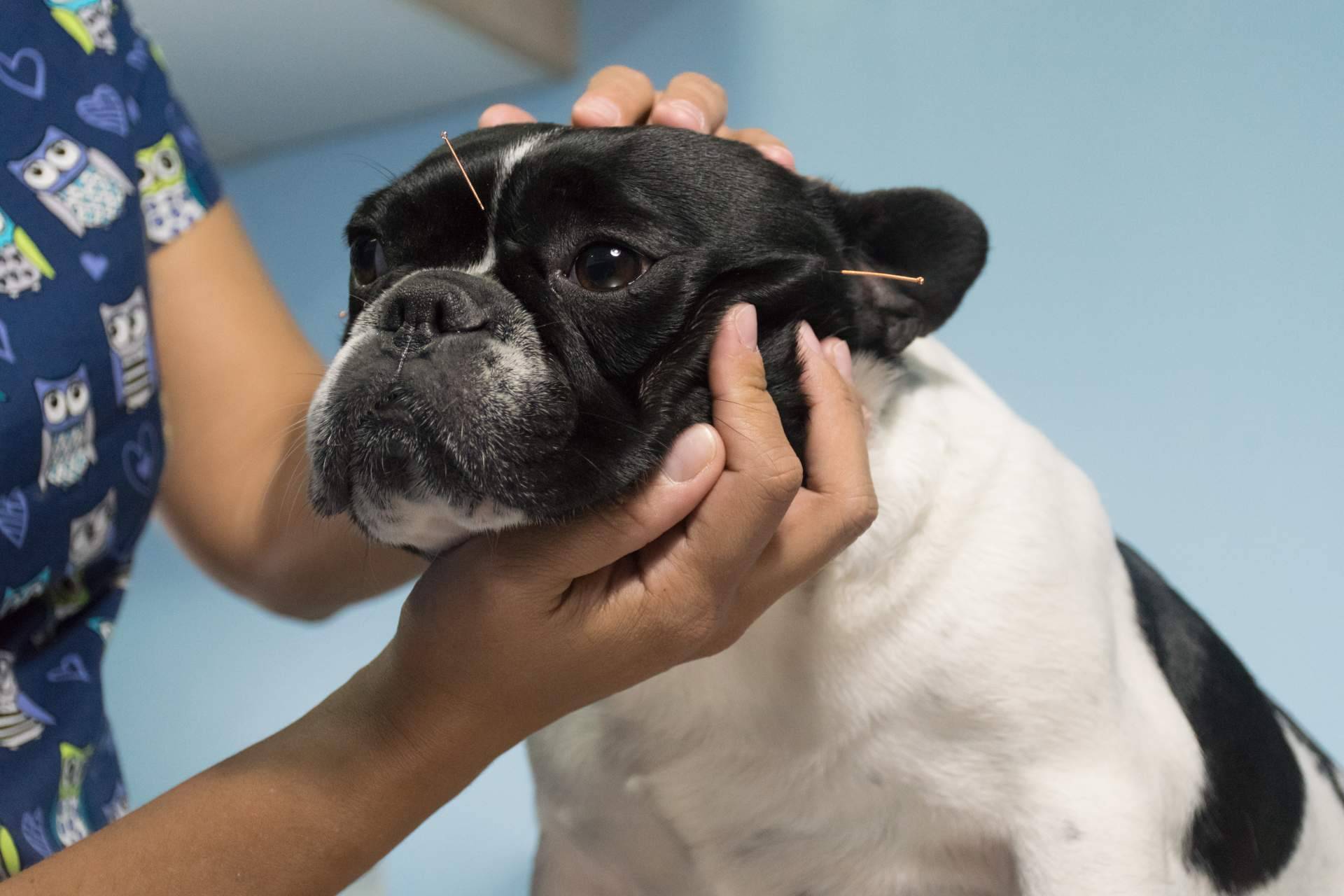 El centro de acupuntura Kikai ofrece acupuntura veterinaria a domicilio