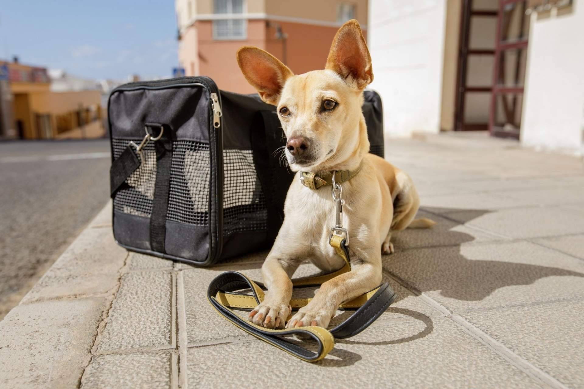 La tienda Animalzone apuesta por que las vacaciones y las mascotas no sean incompatibles con un amplio stock de productos para los animales