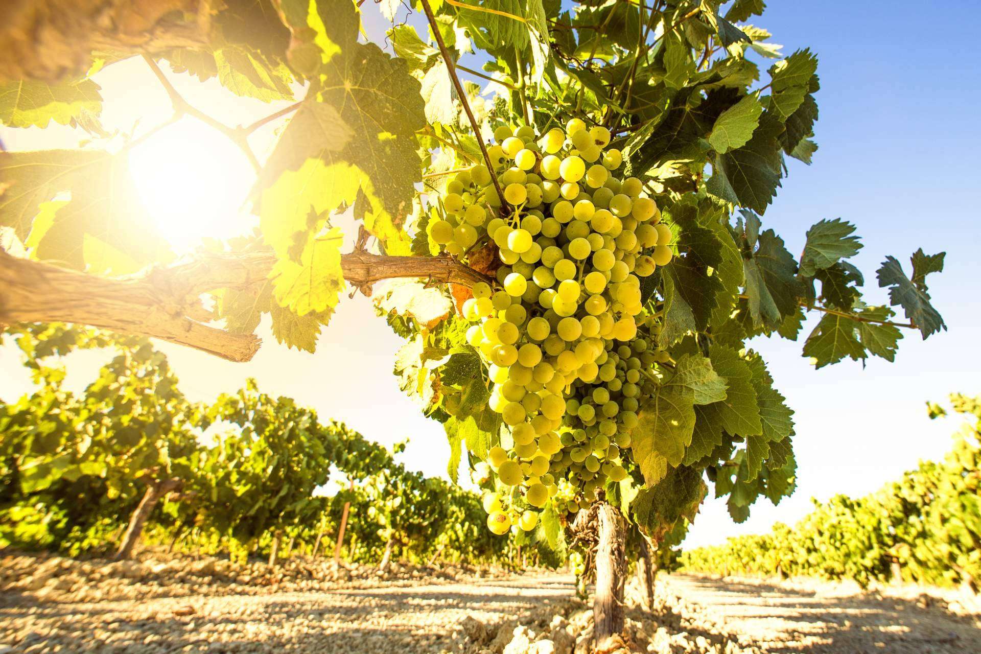 De Gálvez dispone de la línea de vinos de Jerez