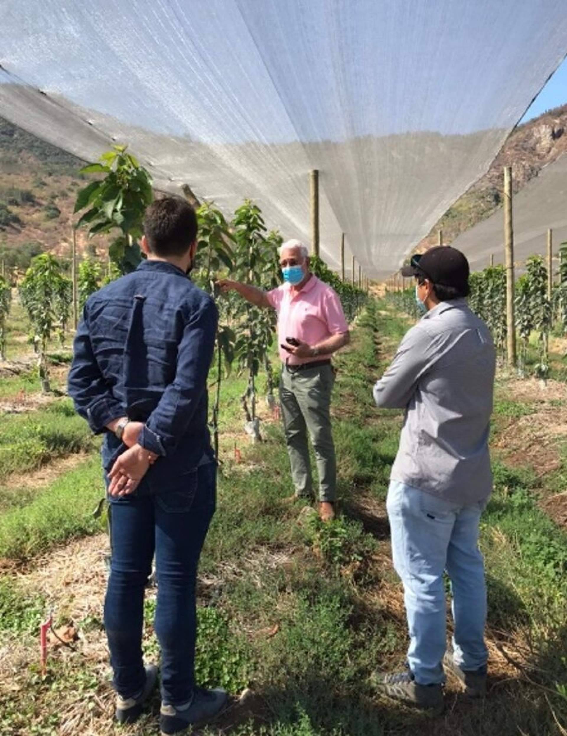 Malla termodifusora con partículas de aluminio: mejorar la calidad de los cultivos gracias a la empresa AGRALIA