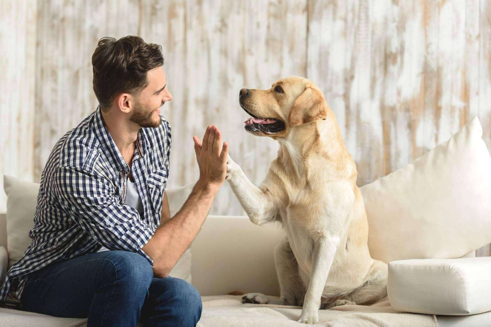 El abandono de animales aumenta después del confinamiento y Miwuki Pet Shelter promueve la adopción