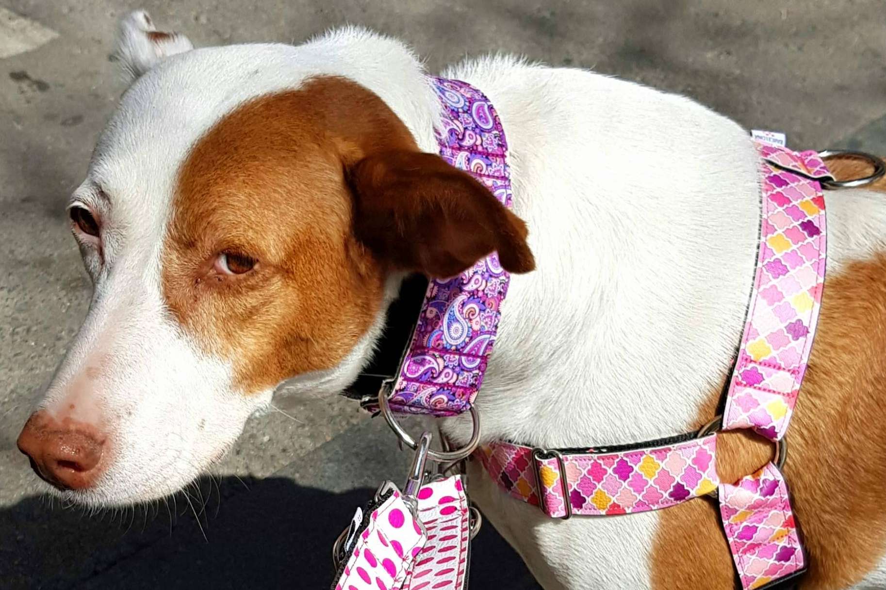 ¿Son mejores los collares  o los arneses para perros?: Patitas Barcelona