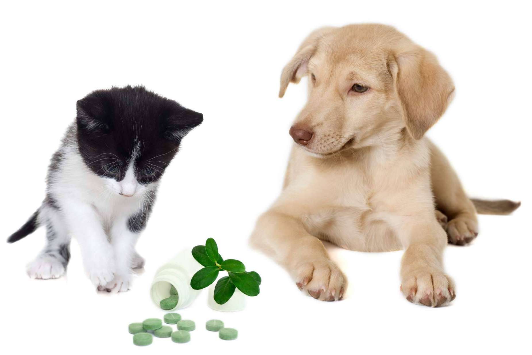 Suplementos para mascotas de Mediterranean Superfoods