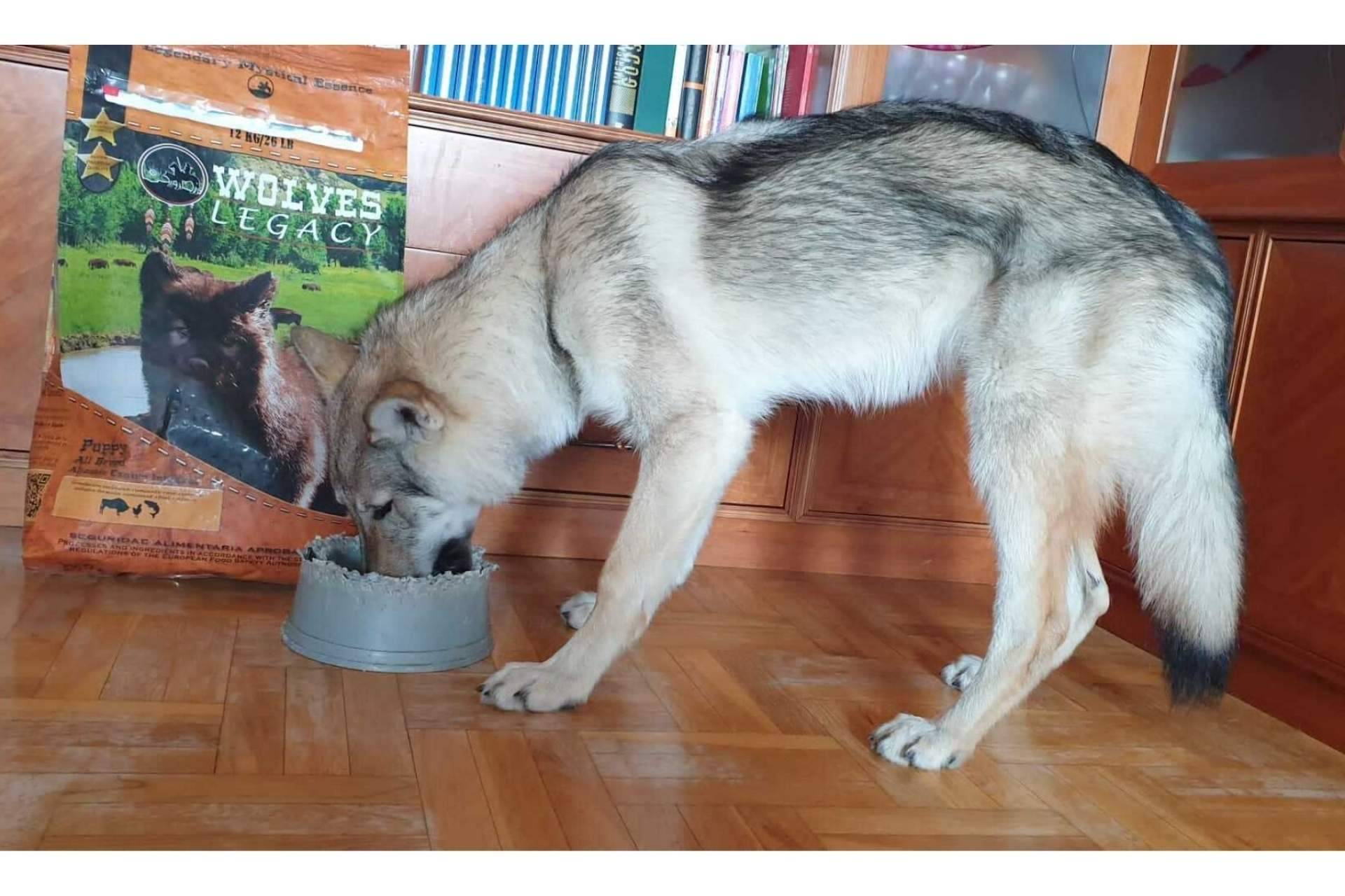 Las mejores opiniones del pienso para perros: Wolves Legacy