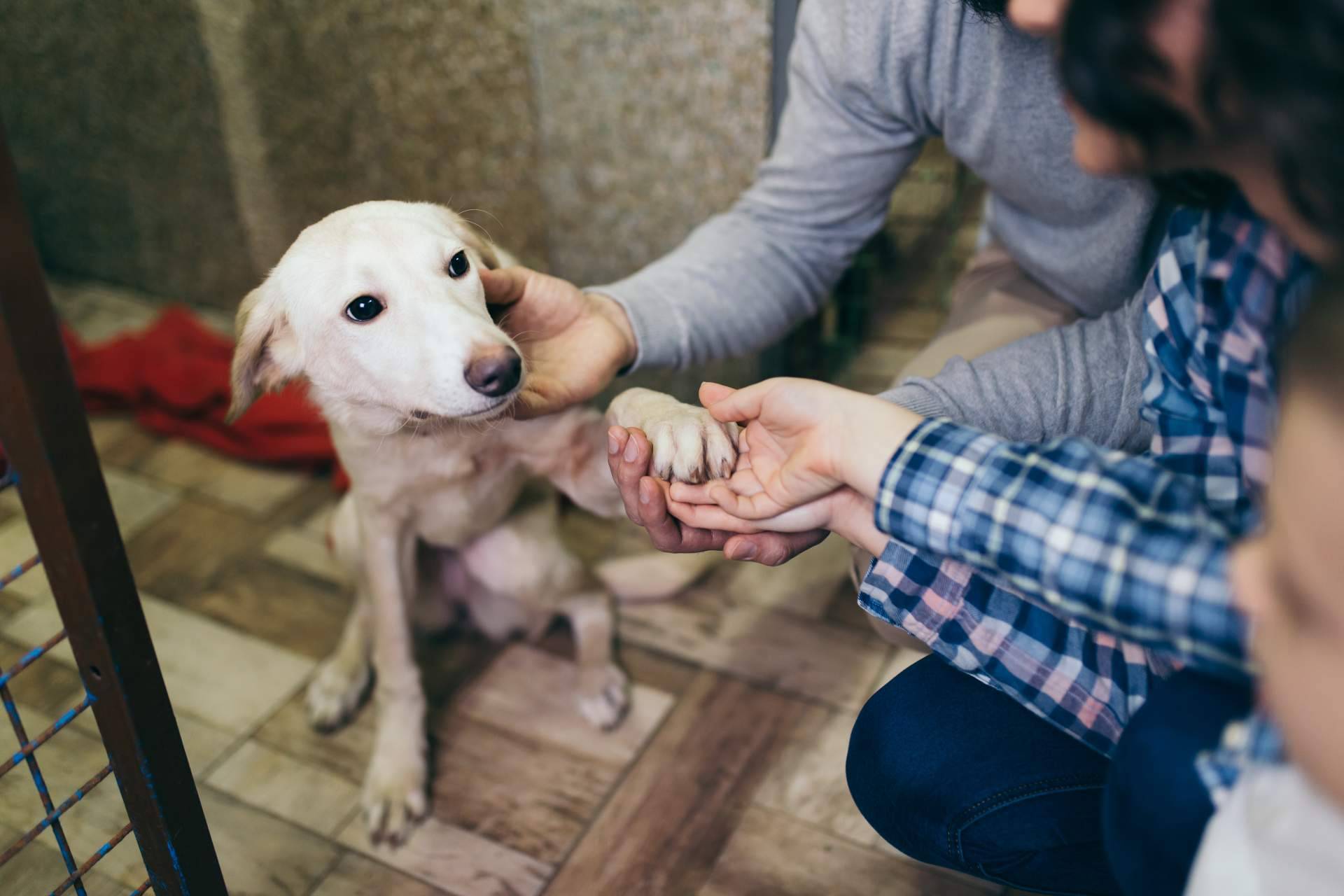 Ayudar a protectoras y asociaciones de animales en Madrid: Adopta un Animal