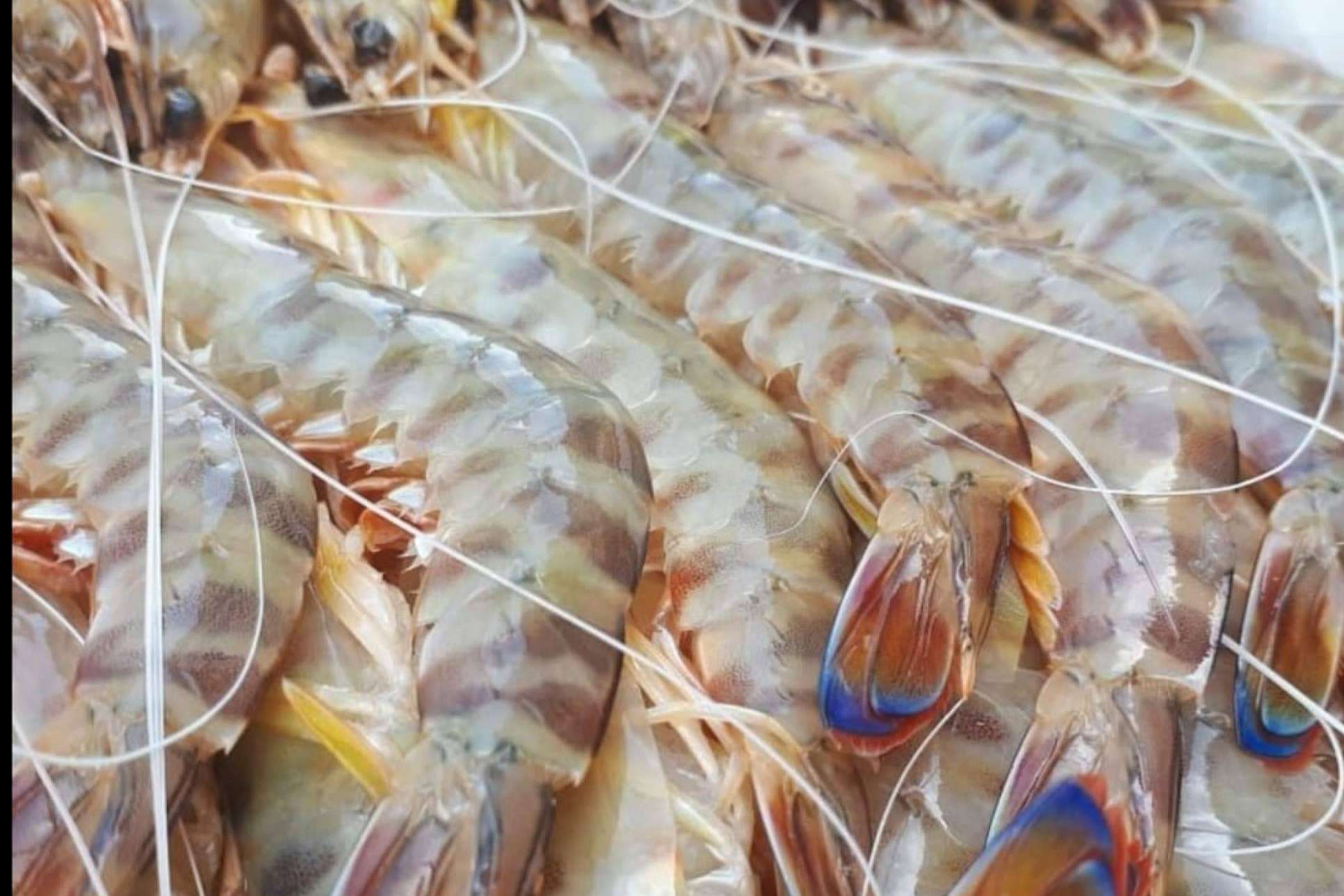 Los langostinos de Sanlúcar, de la lonja a la mesa: comprarpescadoonline.es