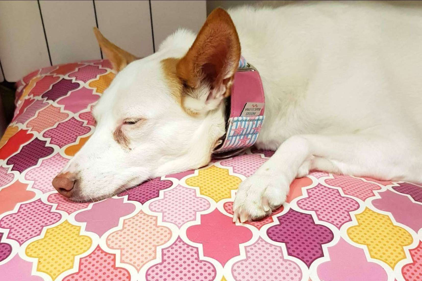 Las camas para mascotas de Patitas Barcelona