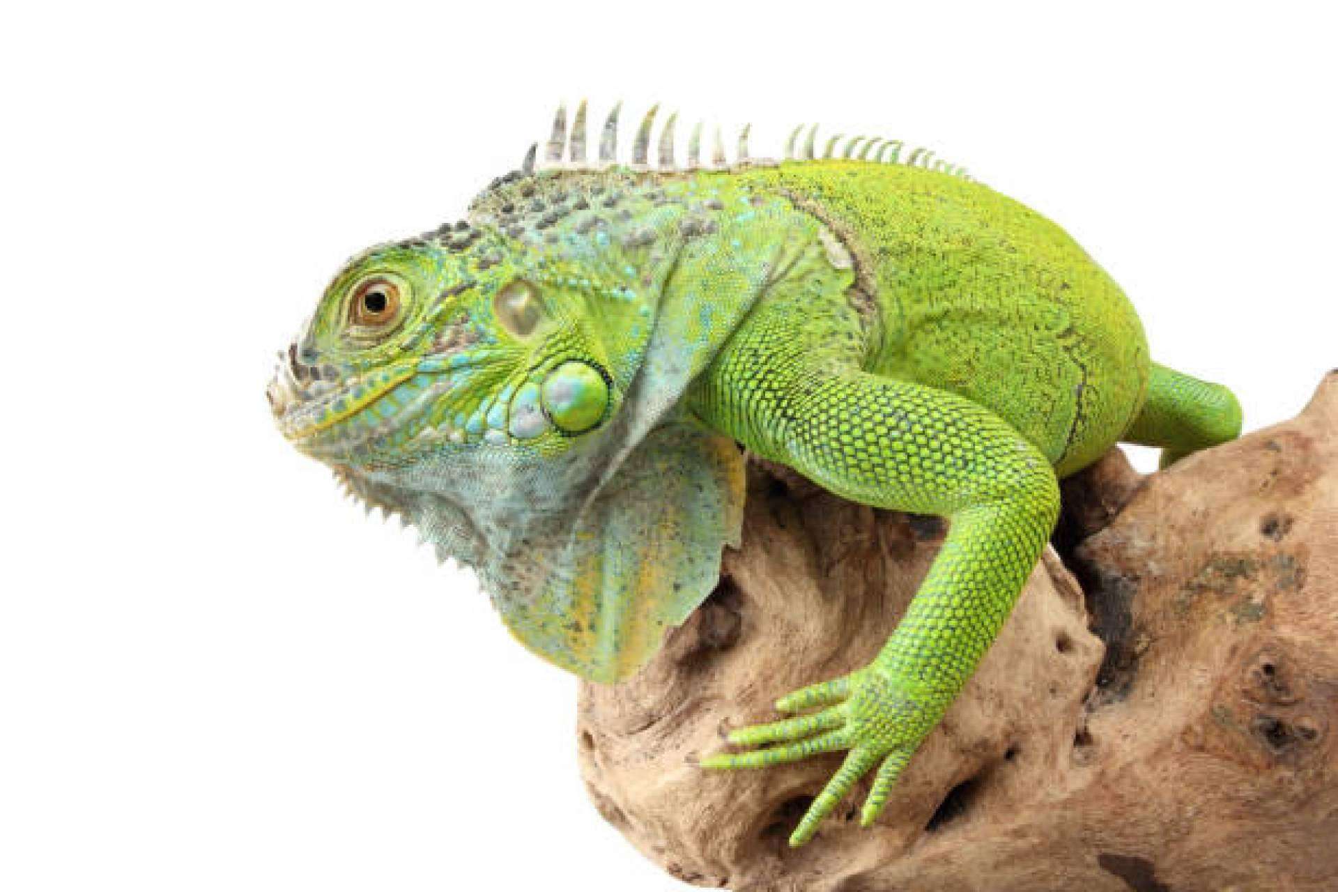 Reptiles como mascota: Animalzone expone los factores a tener en cuenta