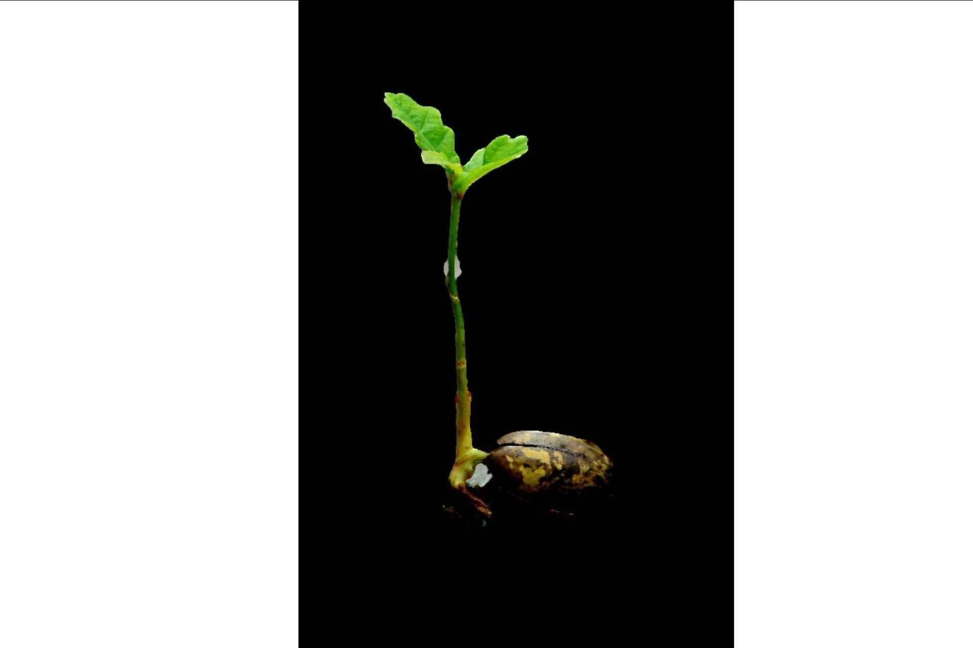 Ecoescuela: la primera empresa en el mundo creada para luchar contra el cambio climático a través de los centros escolares