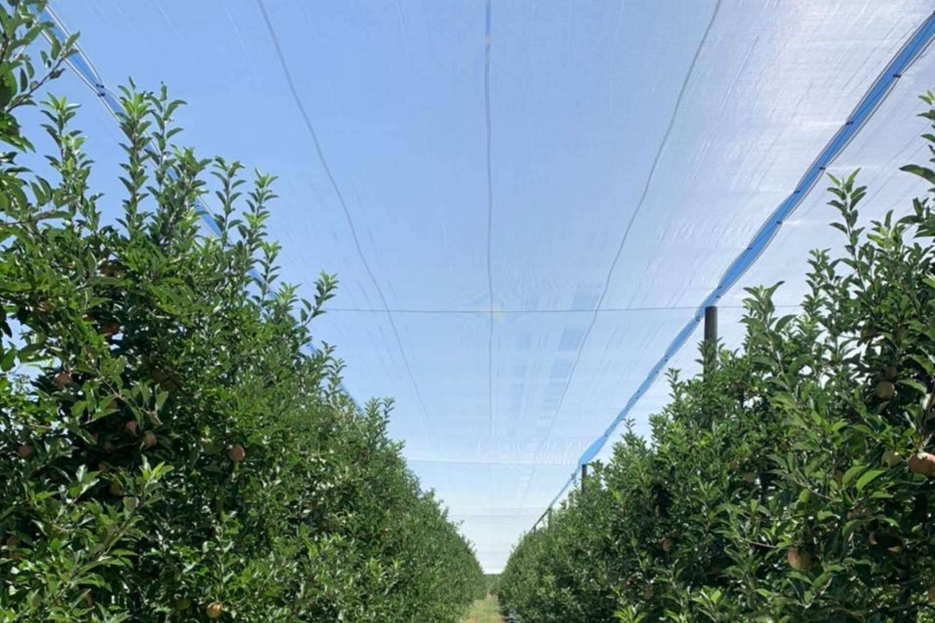 AGRICOLOR, proteger los cultivos de los golpes de sol con la tecnología de AGRALIA