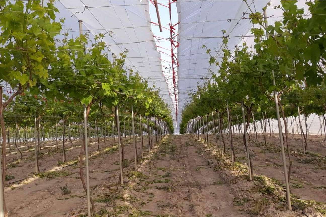 ¿Qué es AGRICOVER?, el nuevo paquete tecnológico de AGRALIA