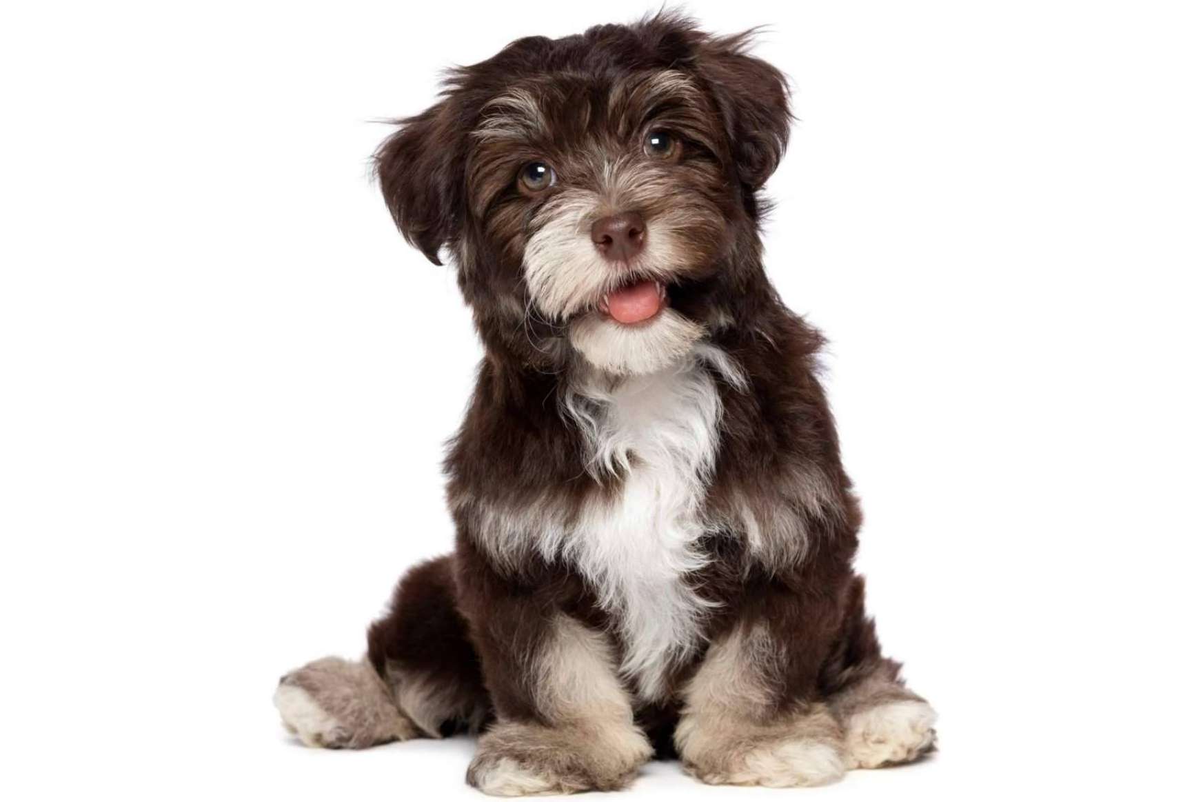Adquirir cachorros de diferentes razas en 101 Cachorros