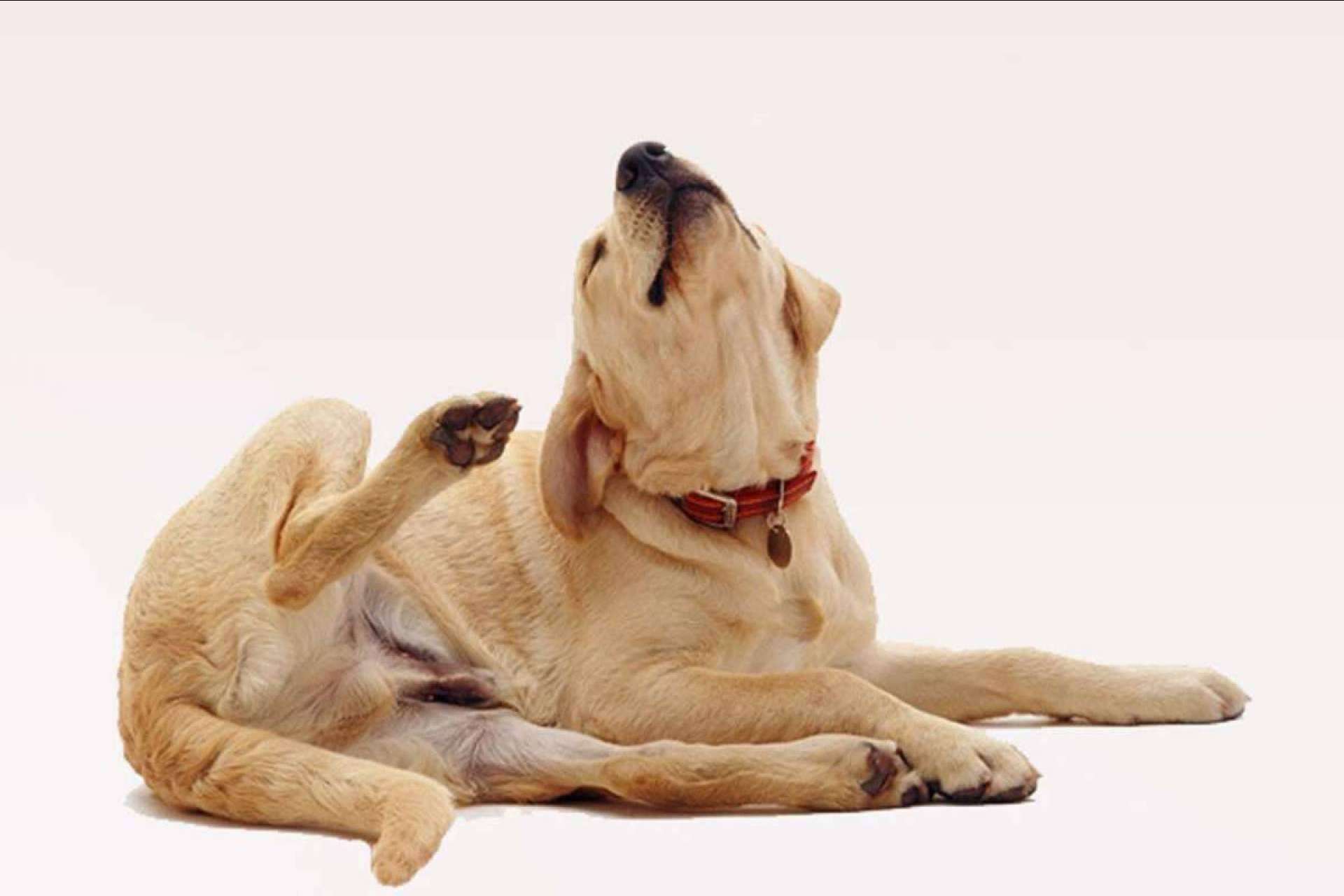 ¿Qué es el pienso hipoalergénico para perros?