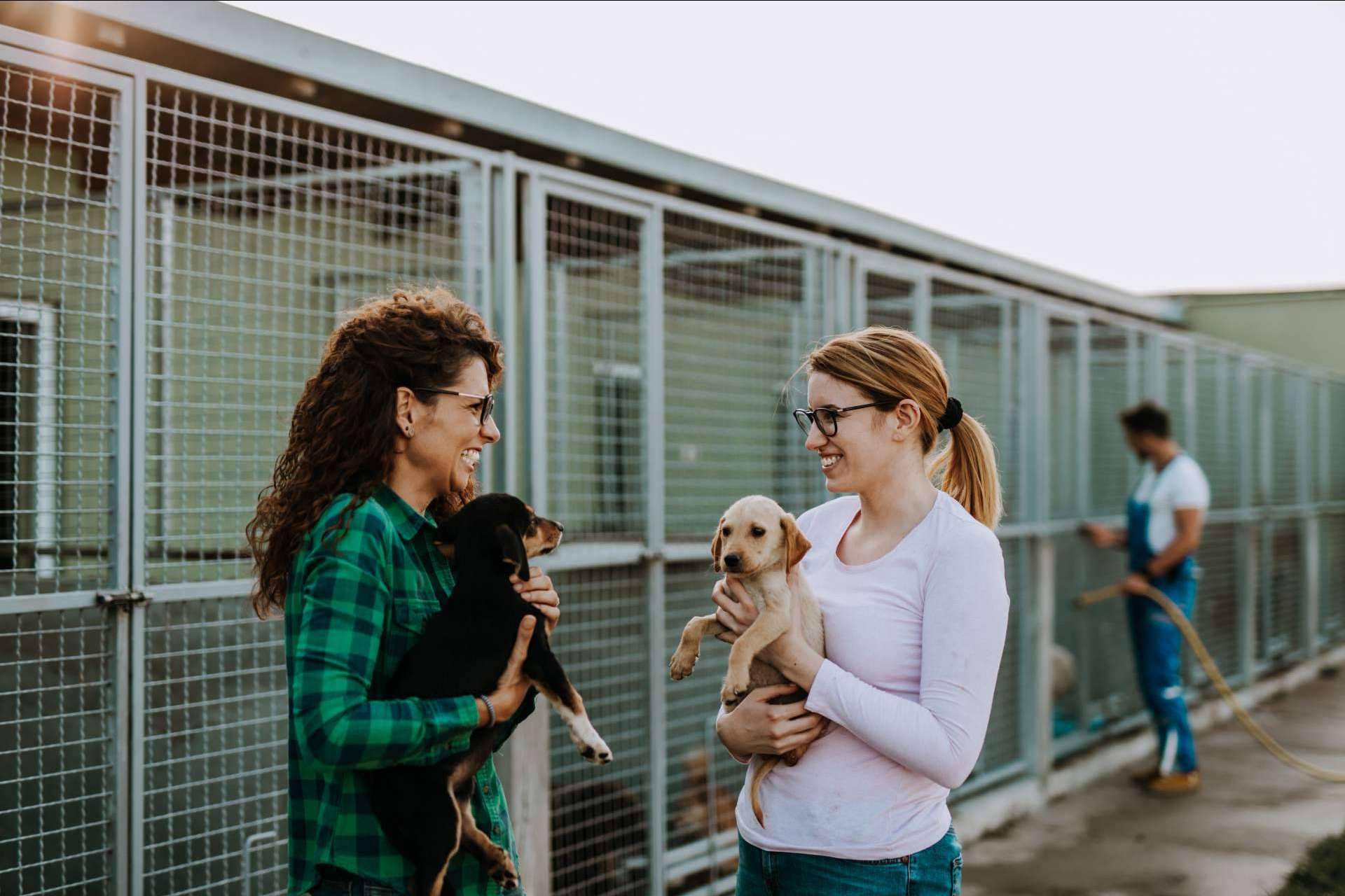 La tienda online propia del proyecto Adopta un Animal tiene el objetivo de ayudar a fundaciones y protectoras de animales