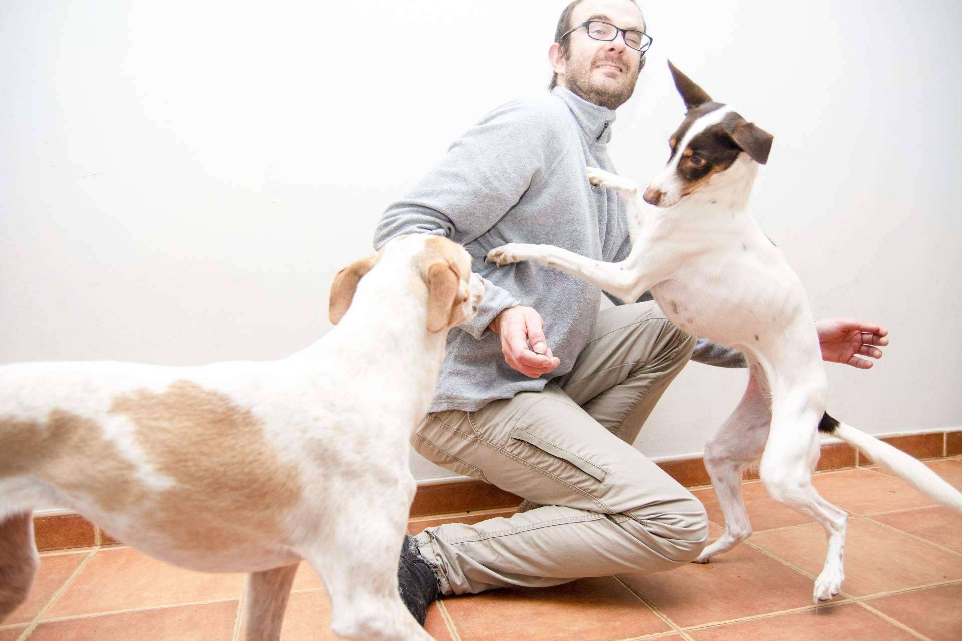 Educación para perros amable y respetuosa de la mano de David Lapido