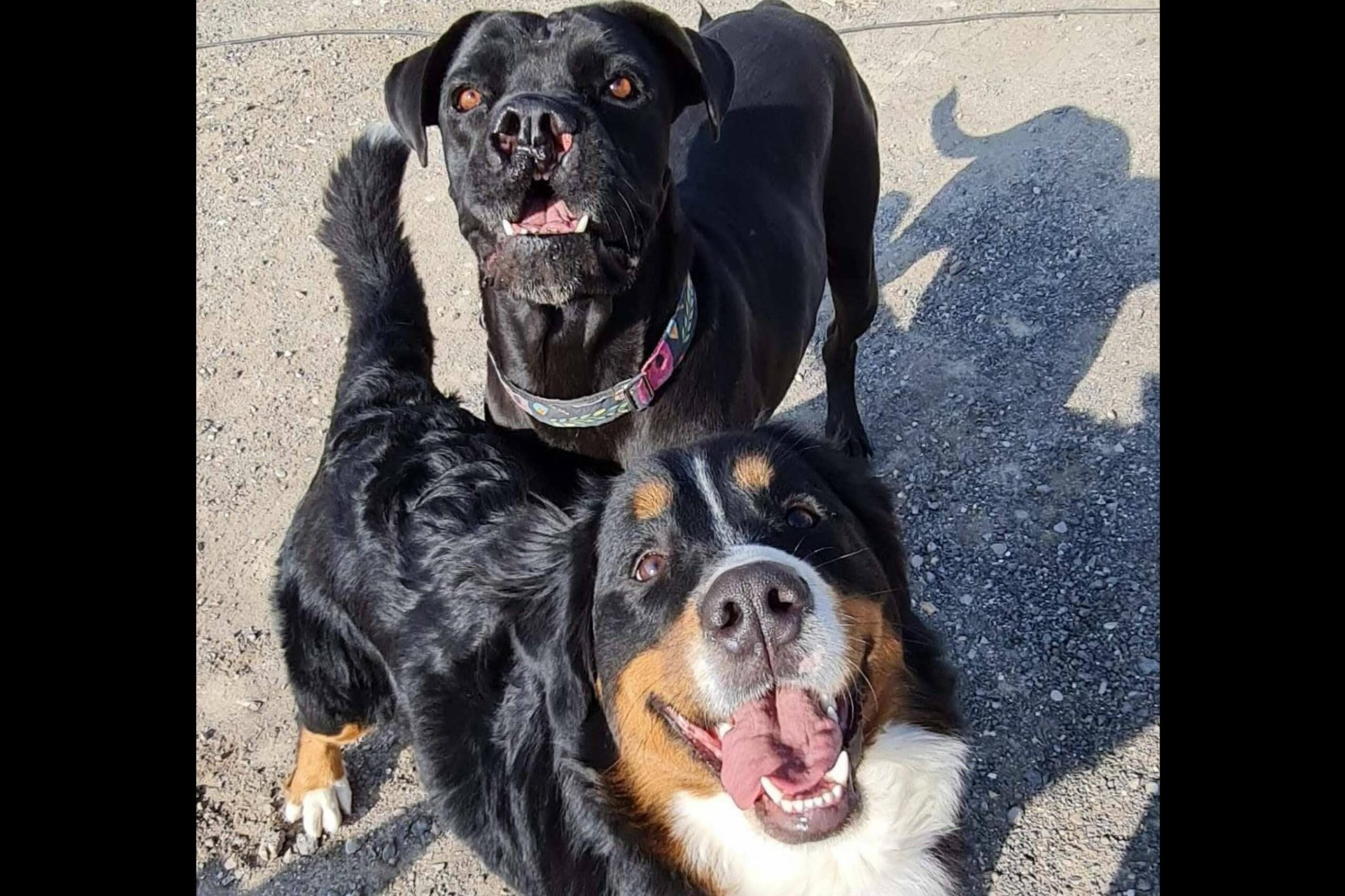¿Qué es una guardería de día para perros?, por PERROBUENO