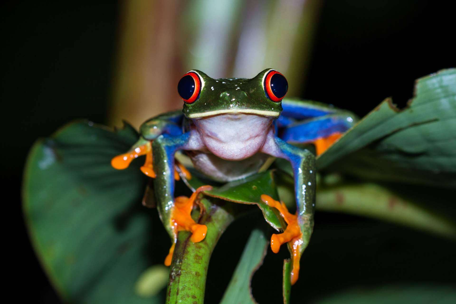 ¿Es fácil tener un terrario en casa?, tener un reptil como mascota