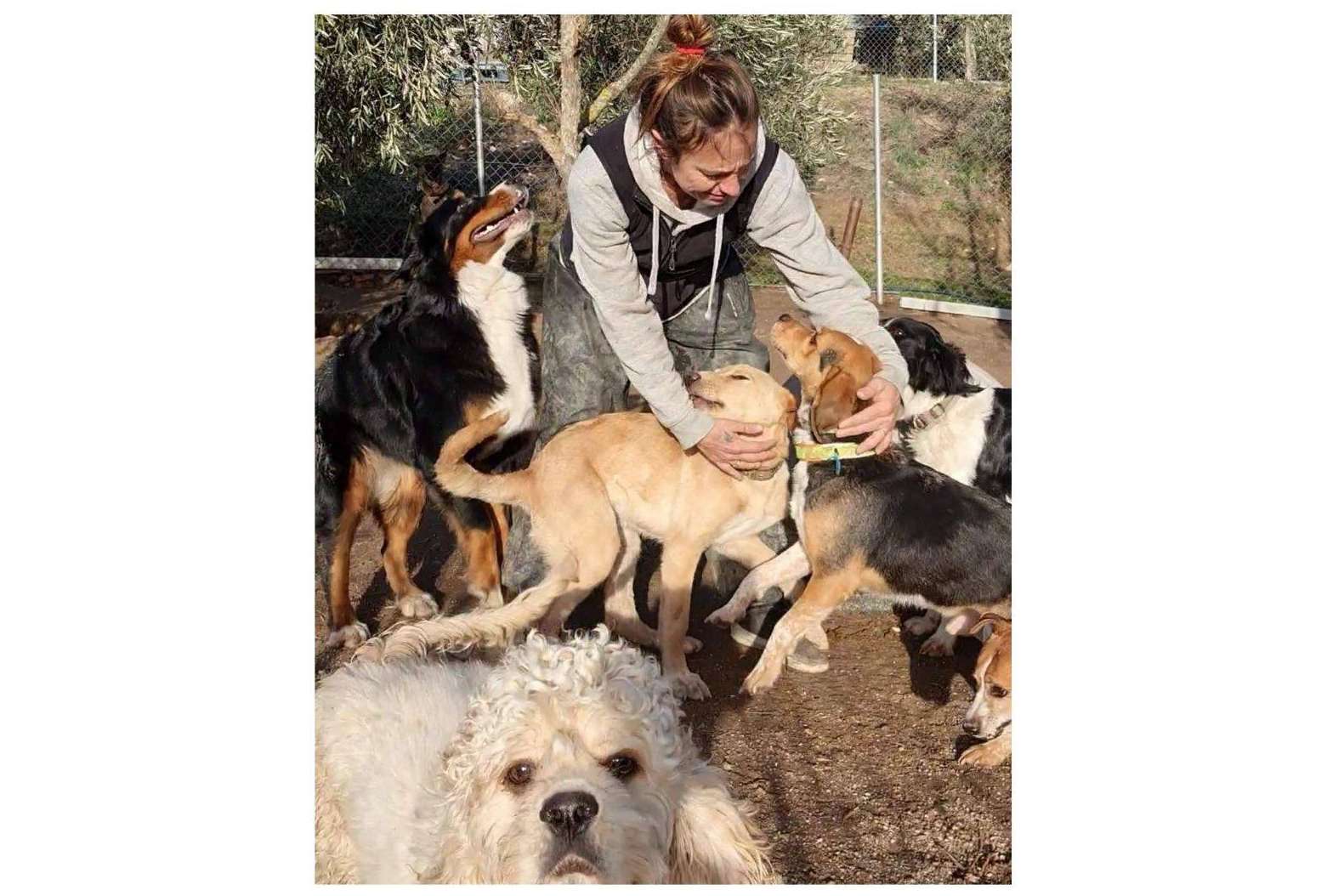 PERROBUENO, la guardería de día para mascotas y su método sin jaulas