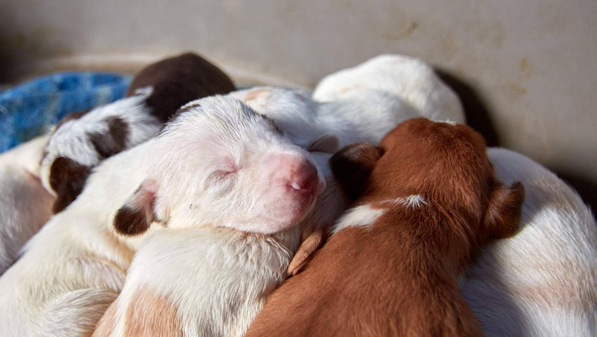 La compra de cachorros en navidades debe de ser controlada y no una compra compulsiva, por 101 Cachorros