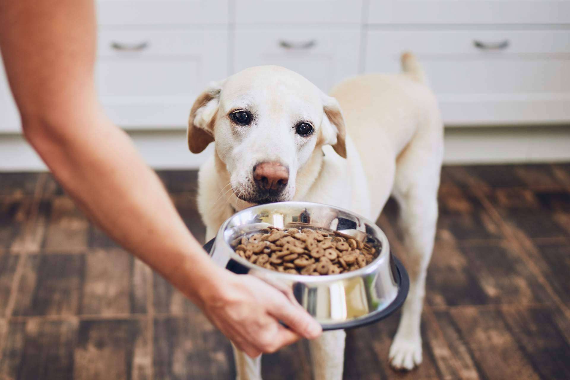 La cuestión de si la dieta BARF es una comida natural para perros