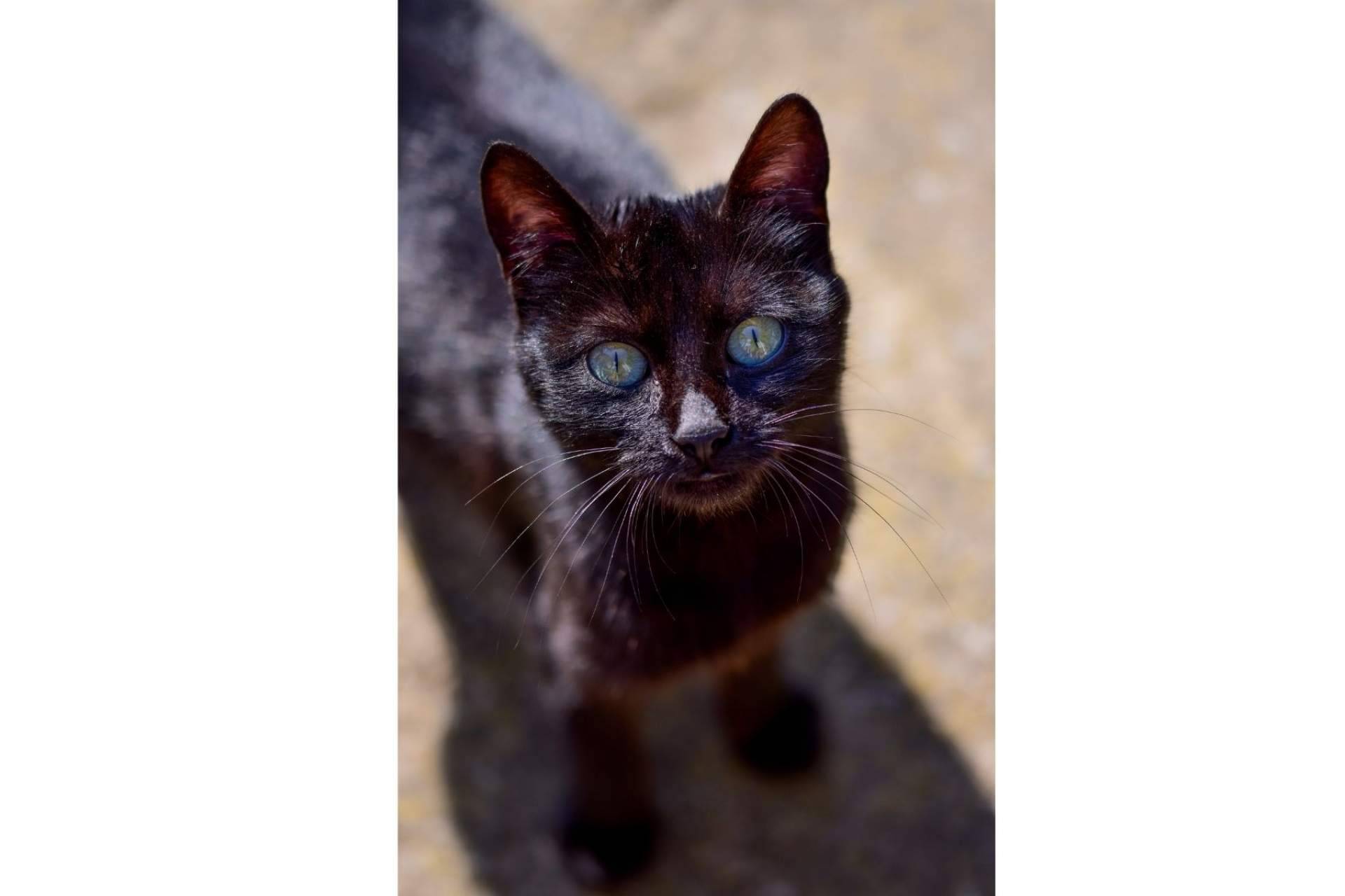 ¿Por qué los gatos negros sufren el mayor índice de rechazo a la hora de ser adoptados?