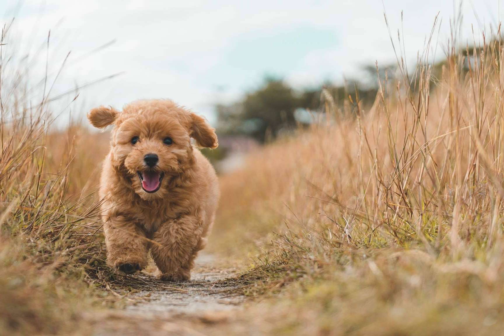 Suplementos naturales como ayuda para el buen cuidado de la salud canina