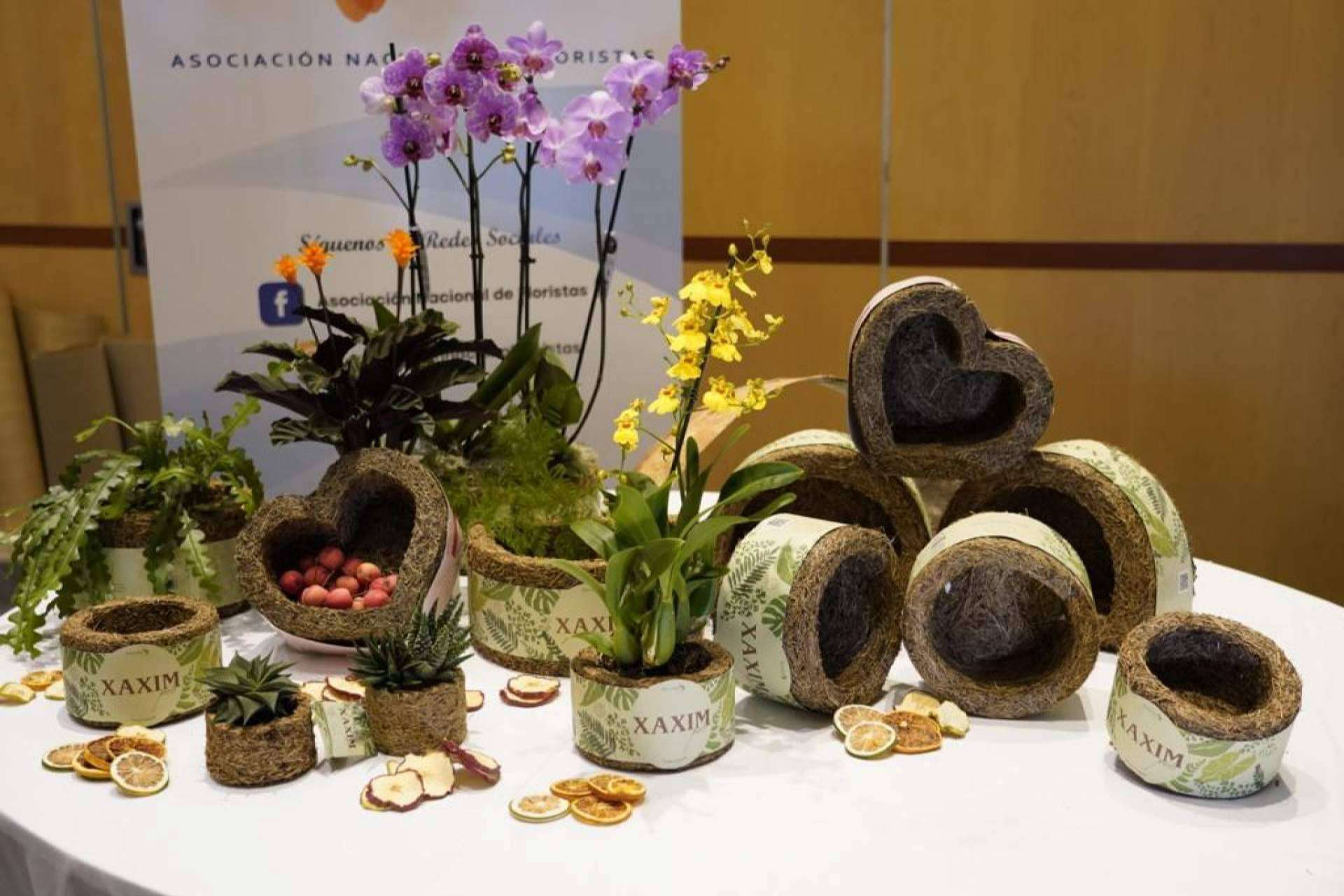 Contribuir a un mundo verde con Xaxim Pots, un emprendimiento de Biosolvit Spain