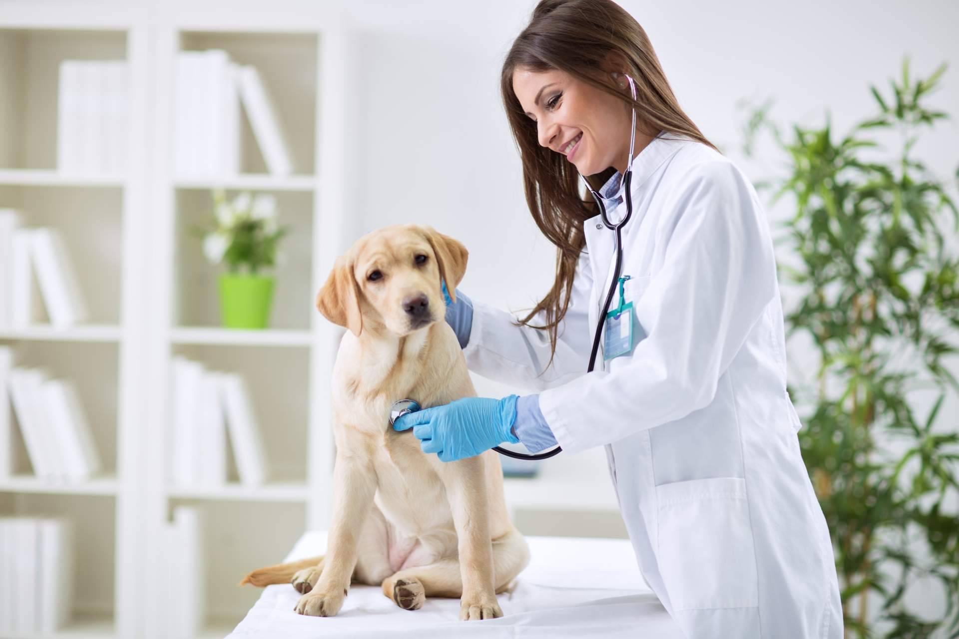 1 Click Vet, el equipo de profesionales veterinarios contrastados