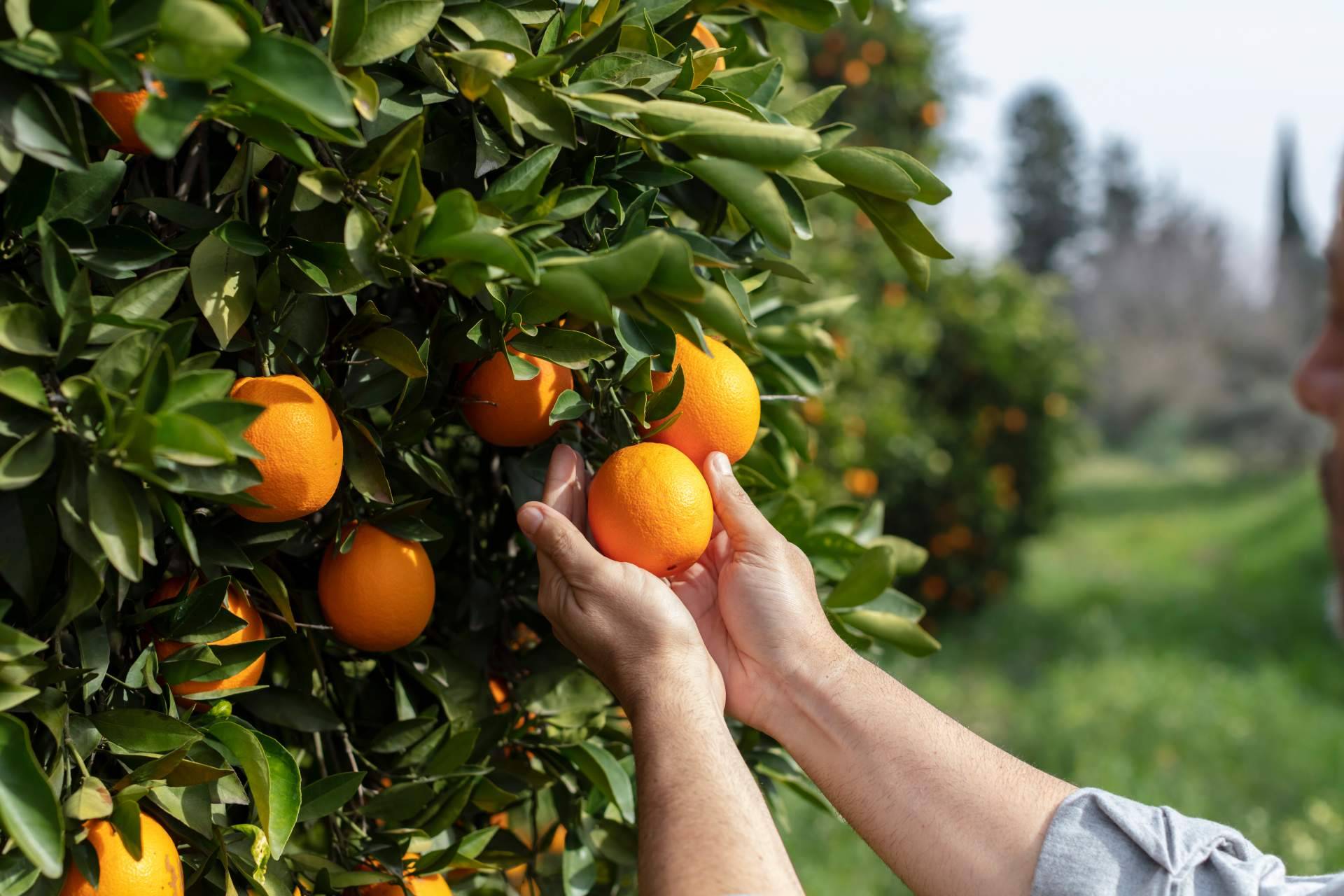 Solucionar la crisis de precios en la agricultura con la venta online, por Sabor a Naranjas