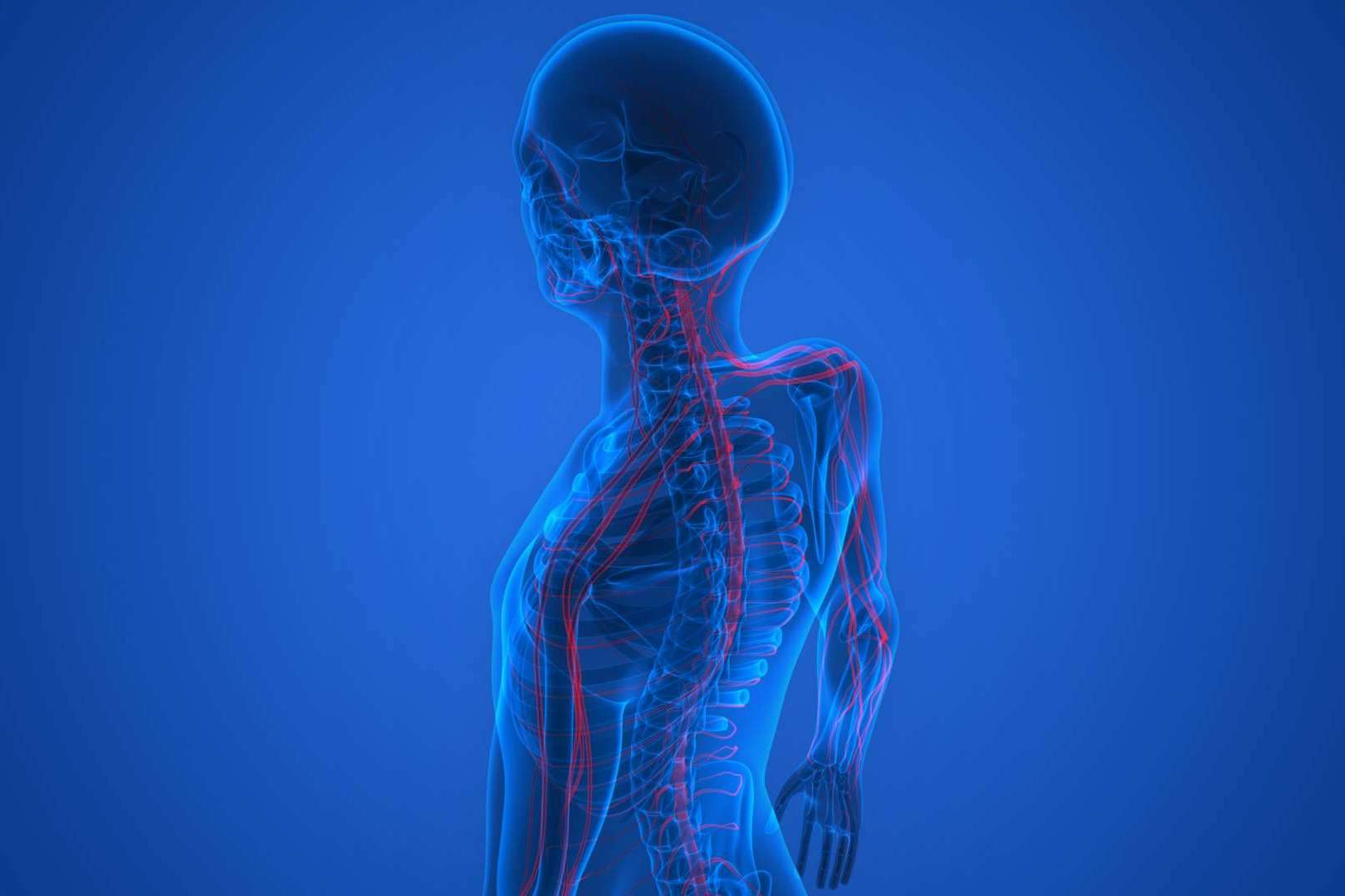 La importancia del sistema nervioso, por Centre Chiropractic Dr. Marc Bony
