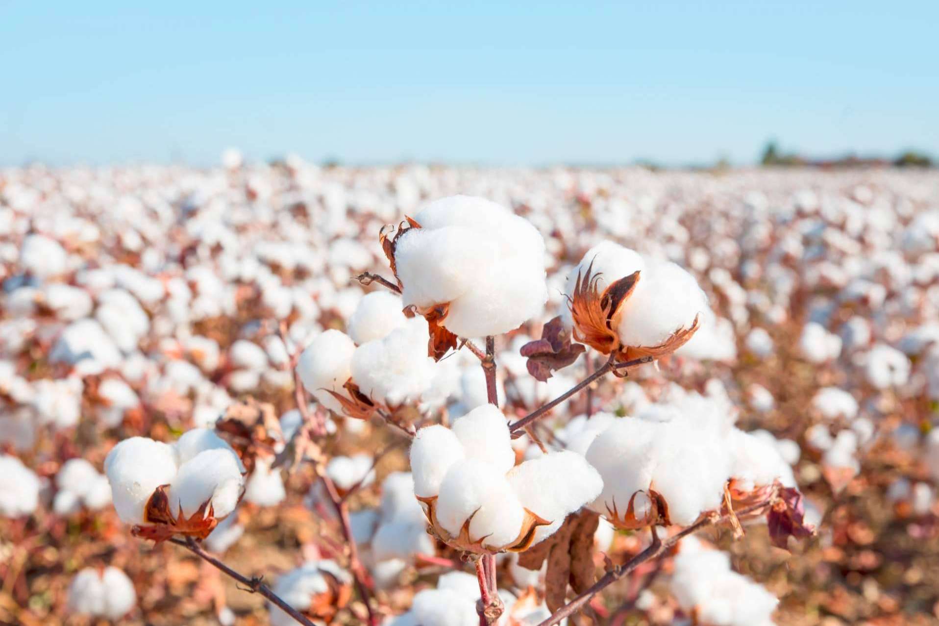 La utilización de algodón orgánico en las prendas de Udhara
