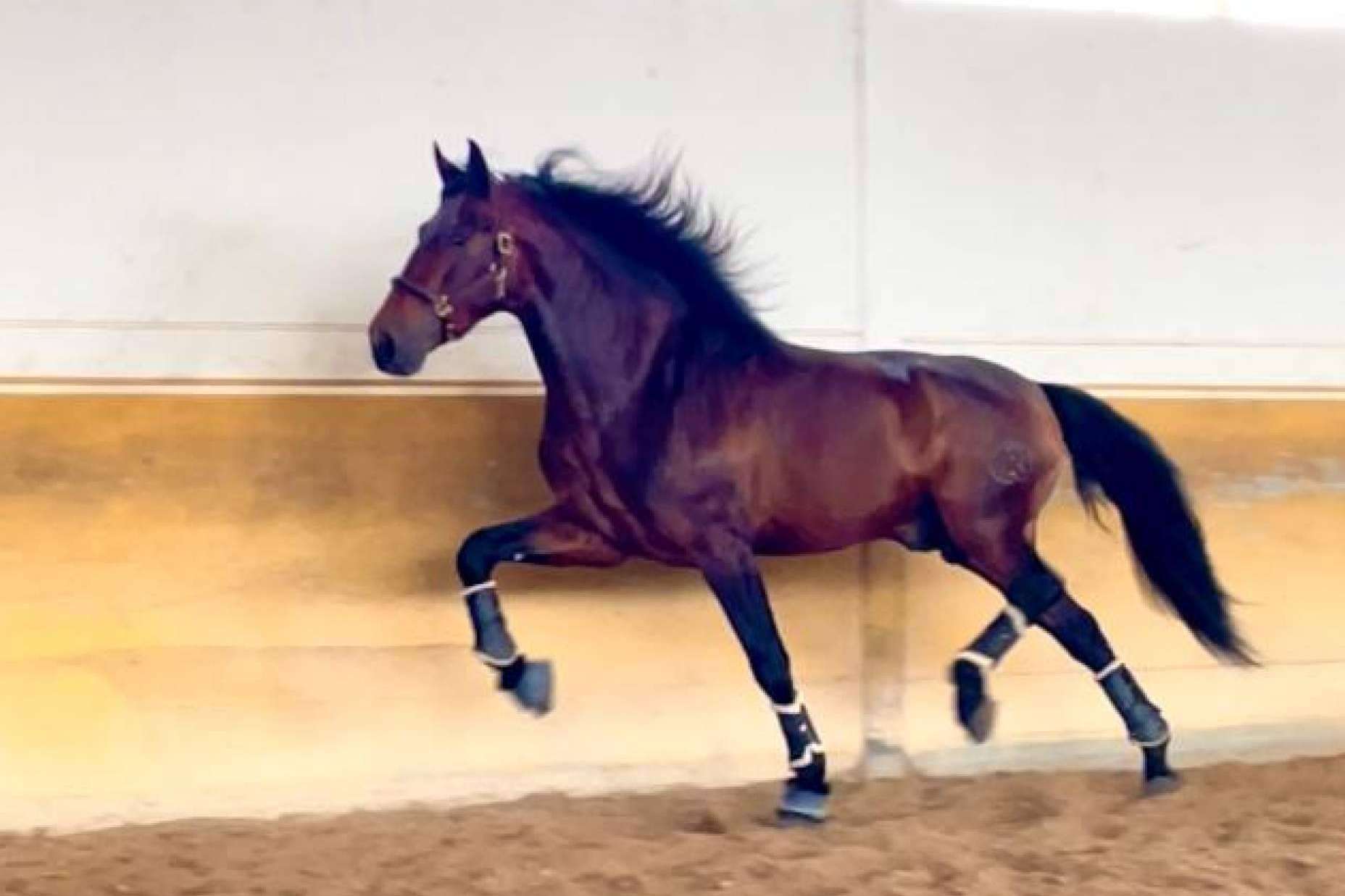 Yeguada La Pajarita es una empresa que se encarga de la venta de caballos en Albacete