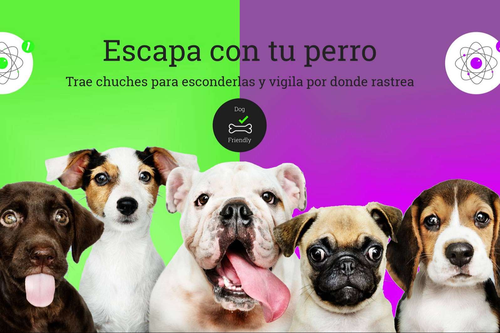 Disfrutar con perros en Cronologic, un escape room dogfriendly en Barcelona
