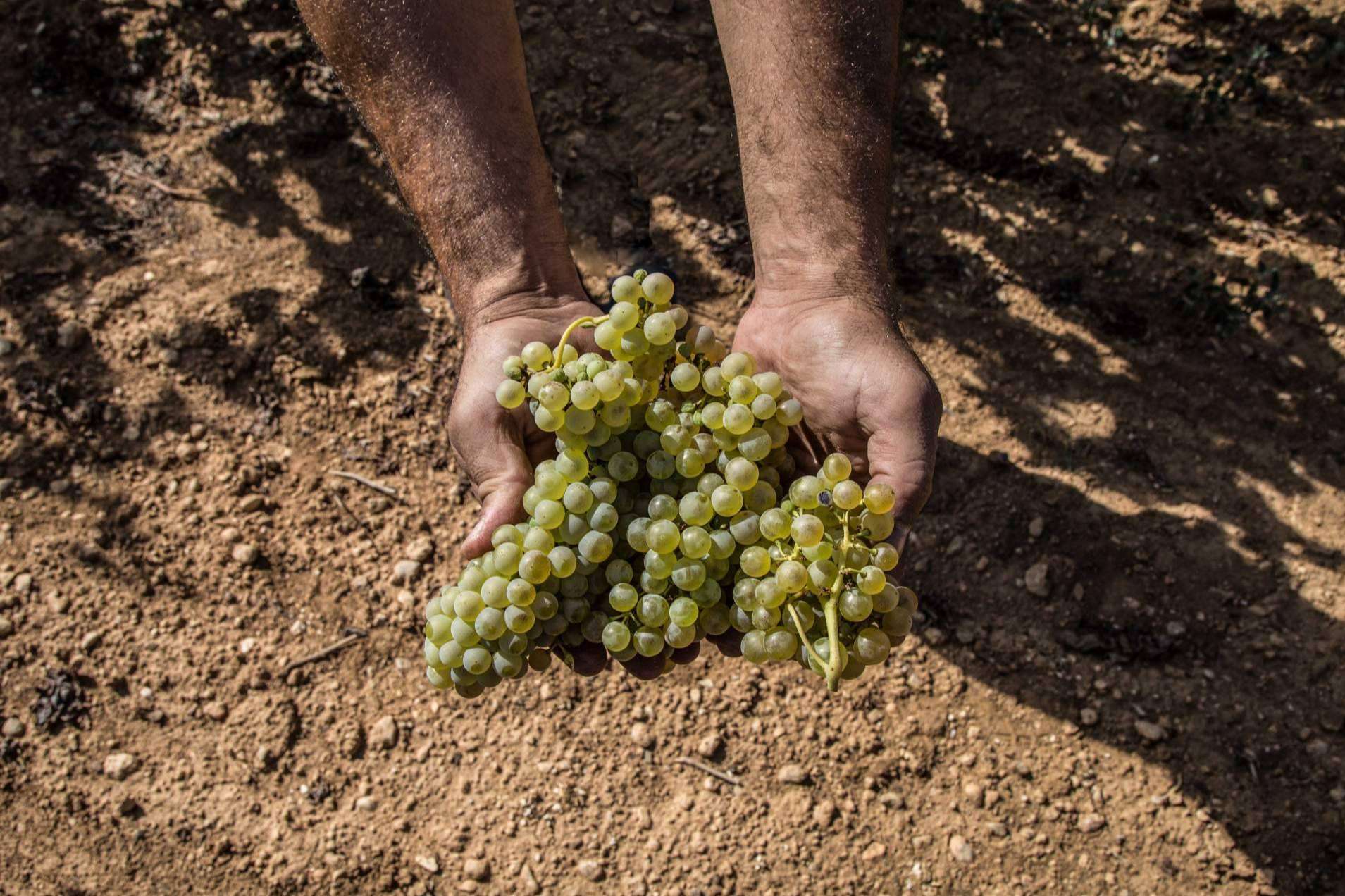 Vinos y cavas, beberse la naturaleza