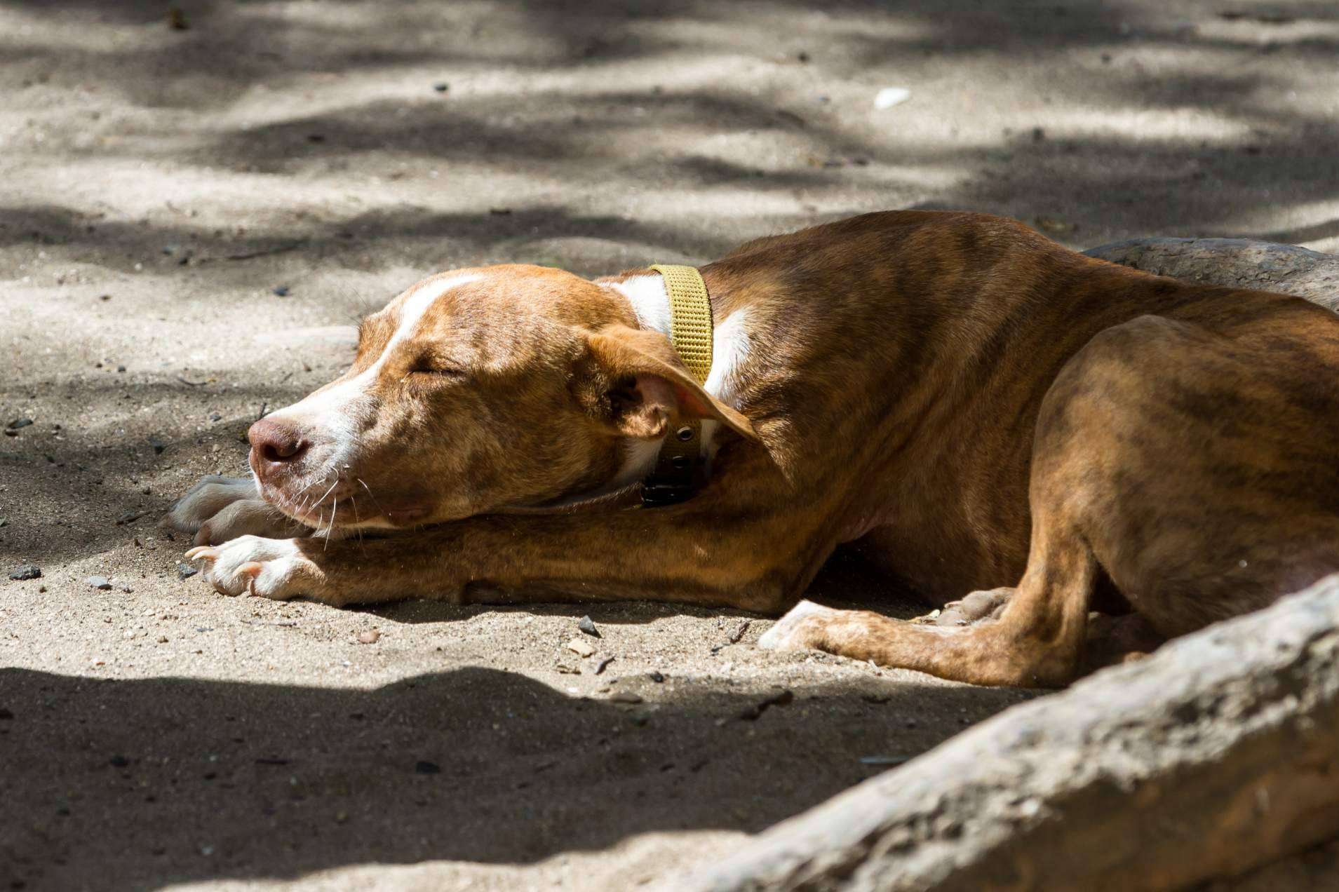 Los perros invisibles también necesitan una família