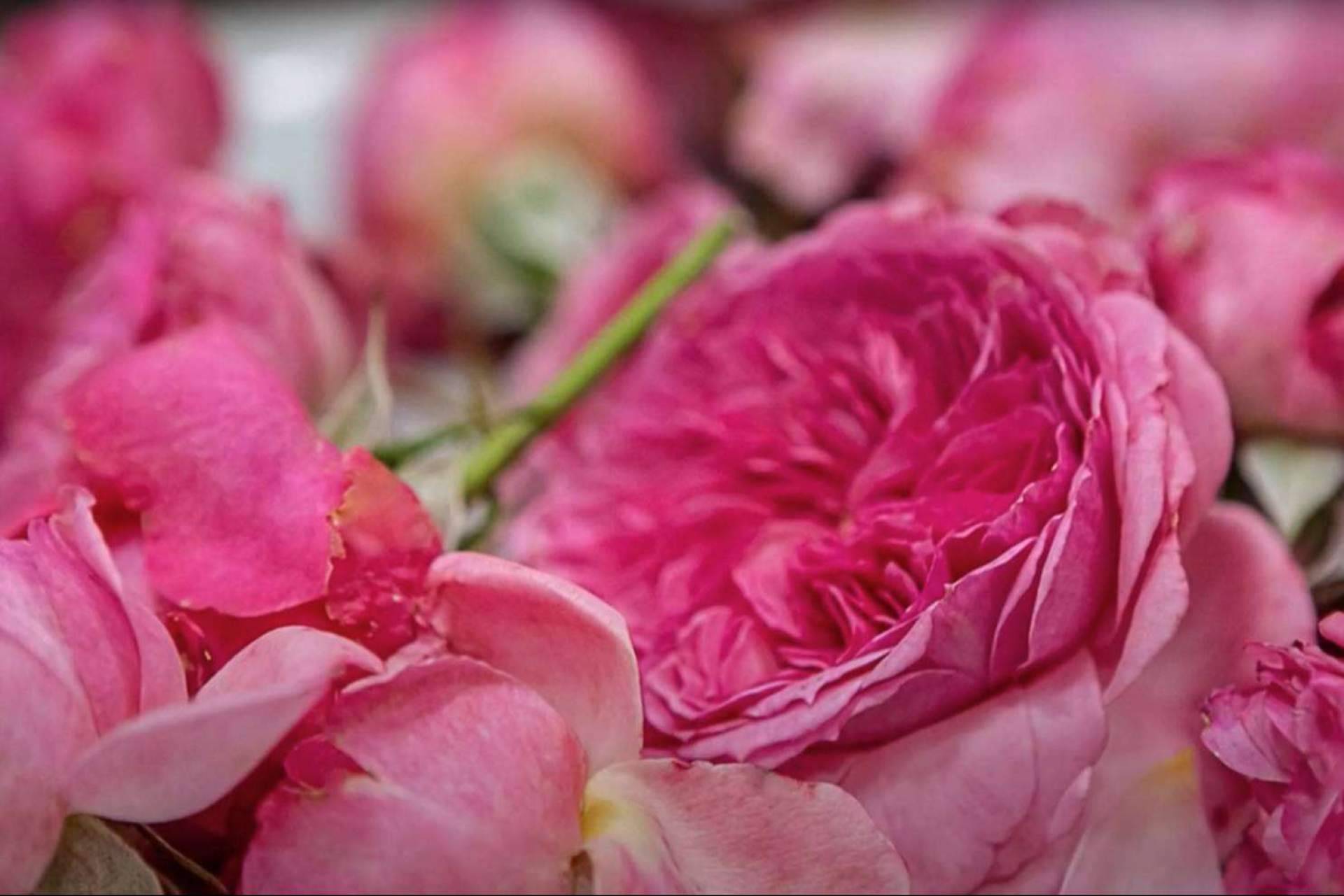 Una alternativa para obsequiar en el Día del Libro y de la Rosa es el rosal comestible de Rachel & Co