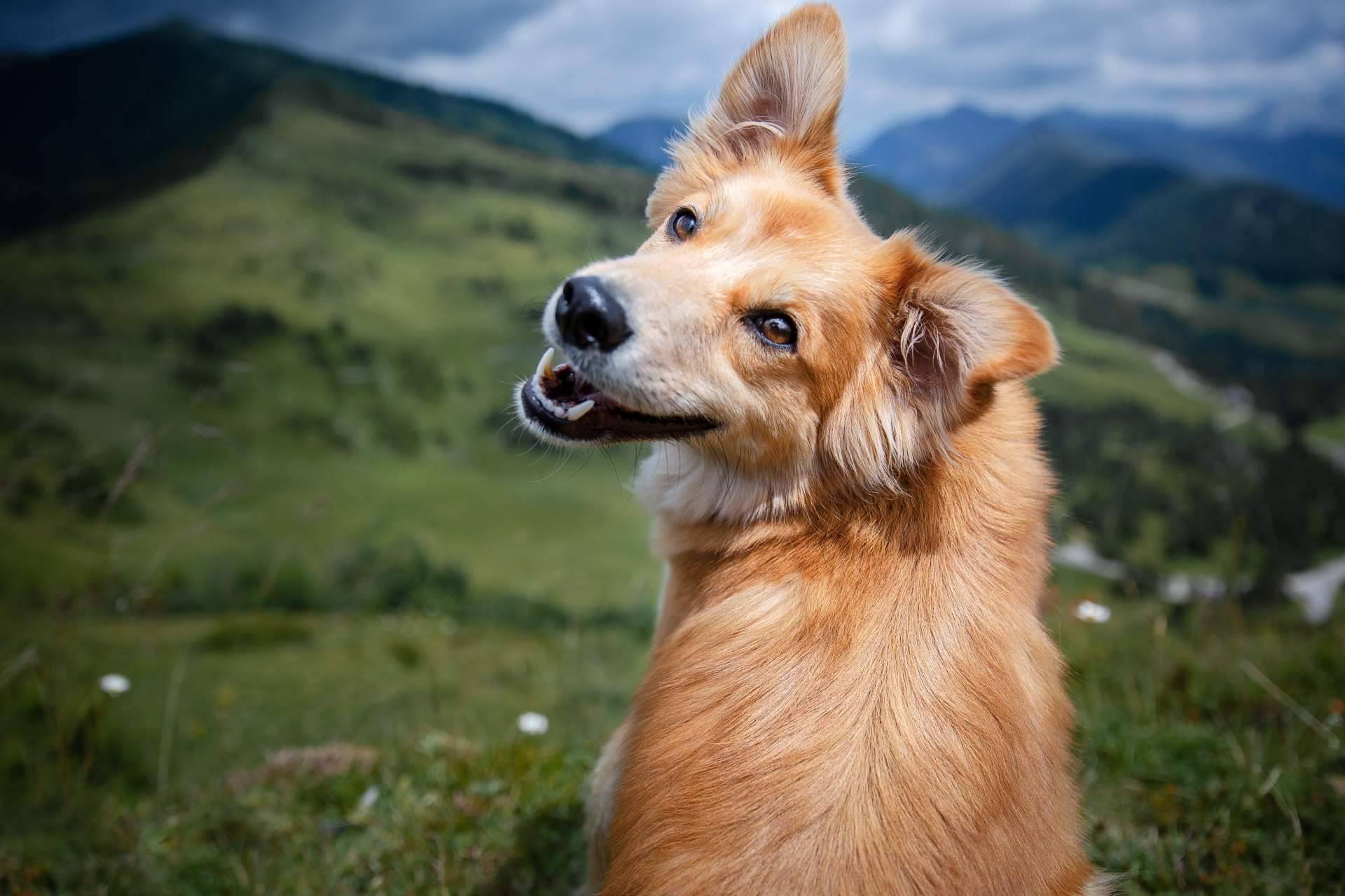 Aspectos a tener en cuenta antes de esterilizar a un perro