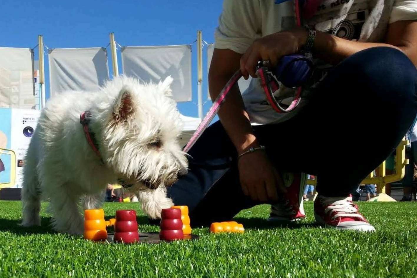Adiestramiento canino, de la mano de la Asociación Española de Perros de Apoyo, para mejorar la relación entre perros y humanos