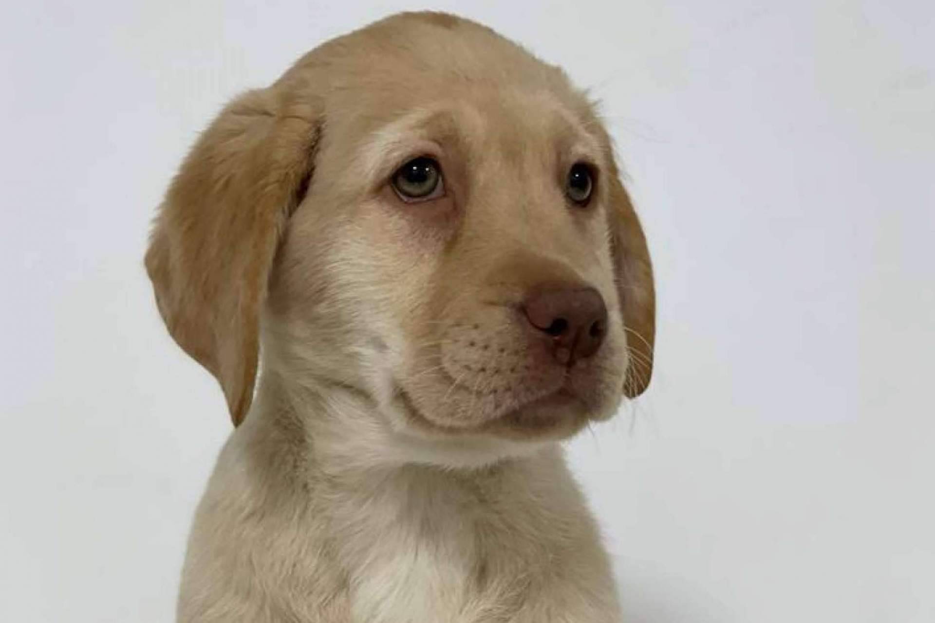 Tienda Cachorro, la tienda de mascotas cuya prioridad son los animales